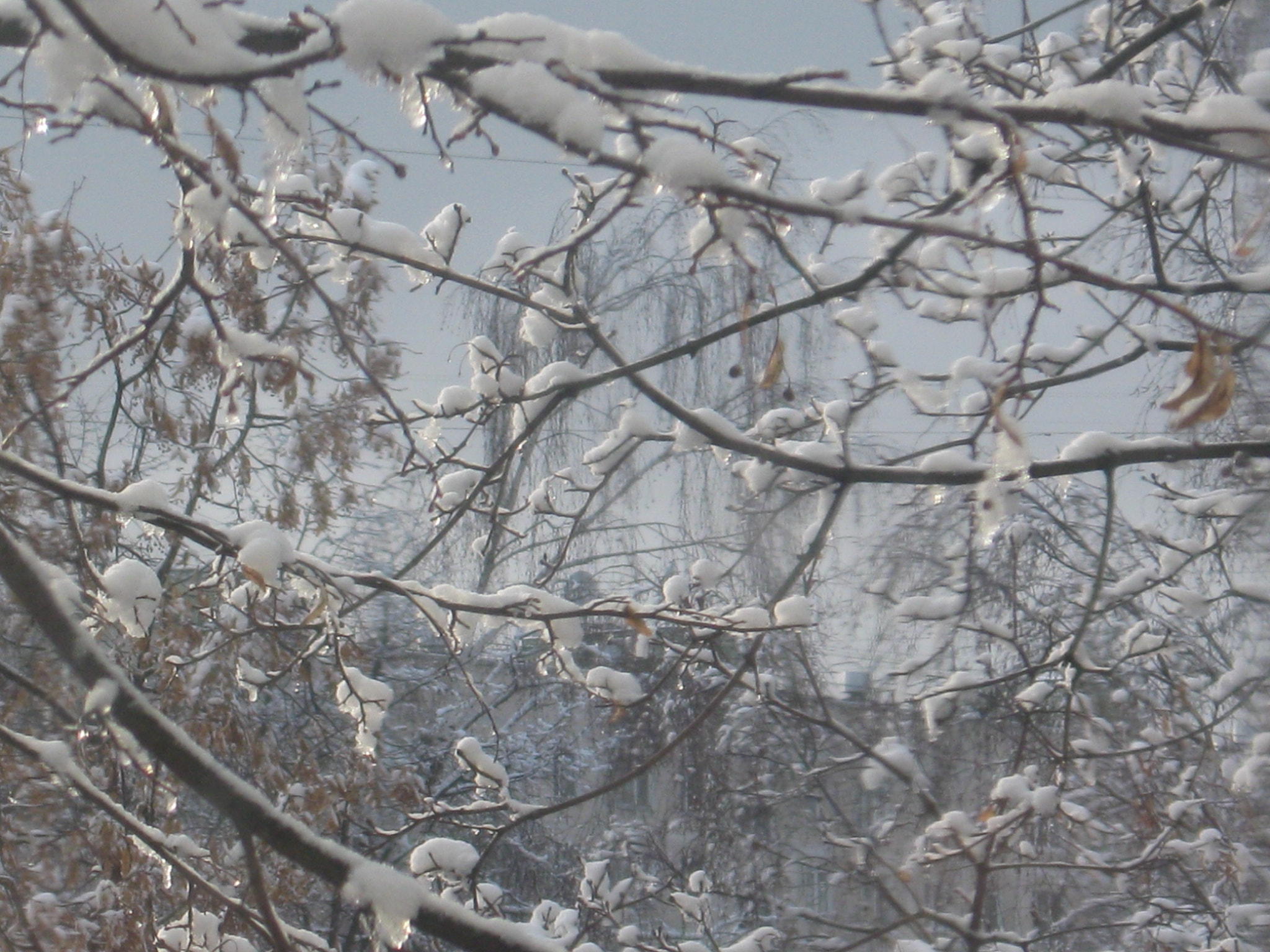 Canon PowerShot A580 sample photo. Trees in the snow photography