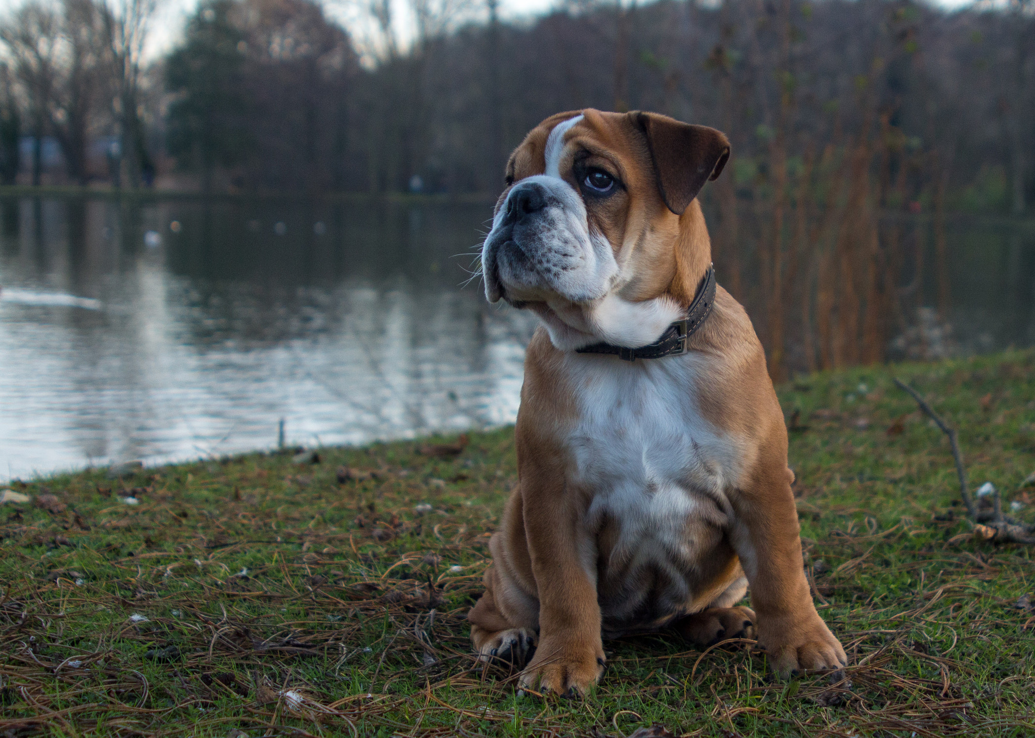 Canon EF 28-105mm f/3.5-4.5 USM sample photo. My dogs photography
