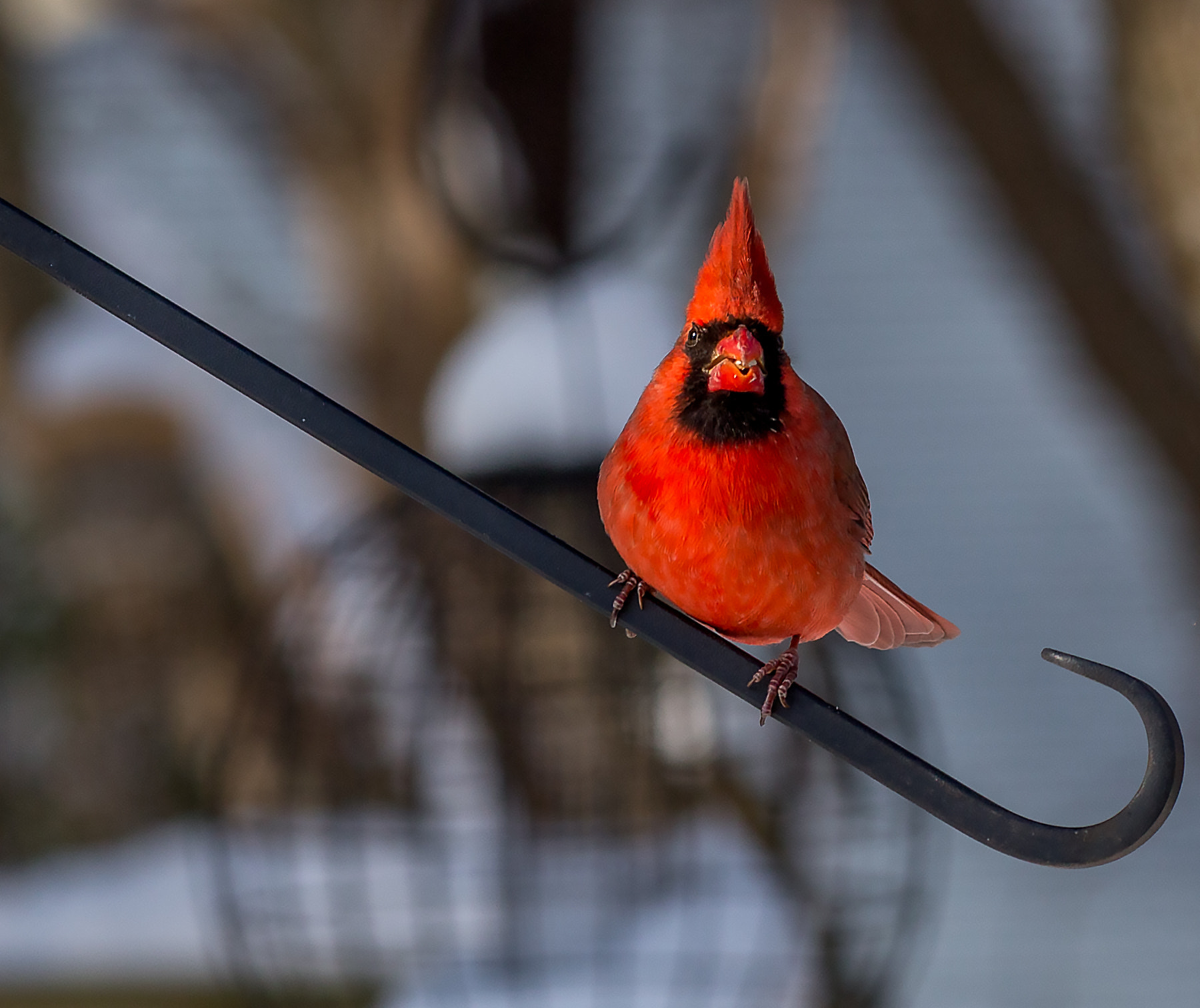 Canon EOS 6D + Canon EF 200mm F2.8L II USM sample photo. What are you looking at photography