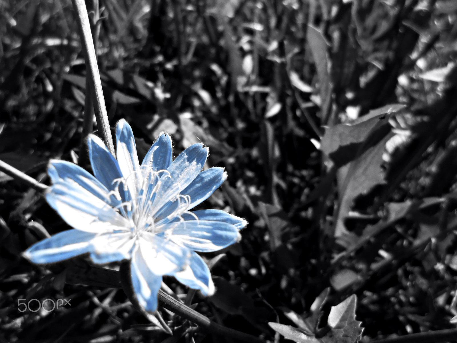 Nikon COOLPIX S2700 sample photo. Blue photography