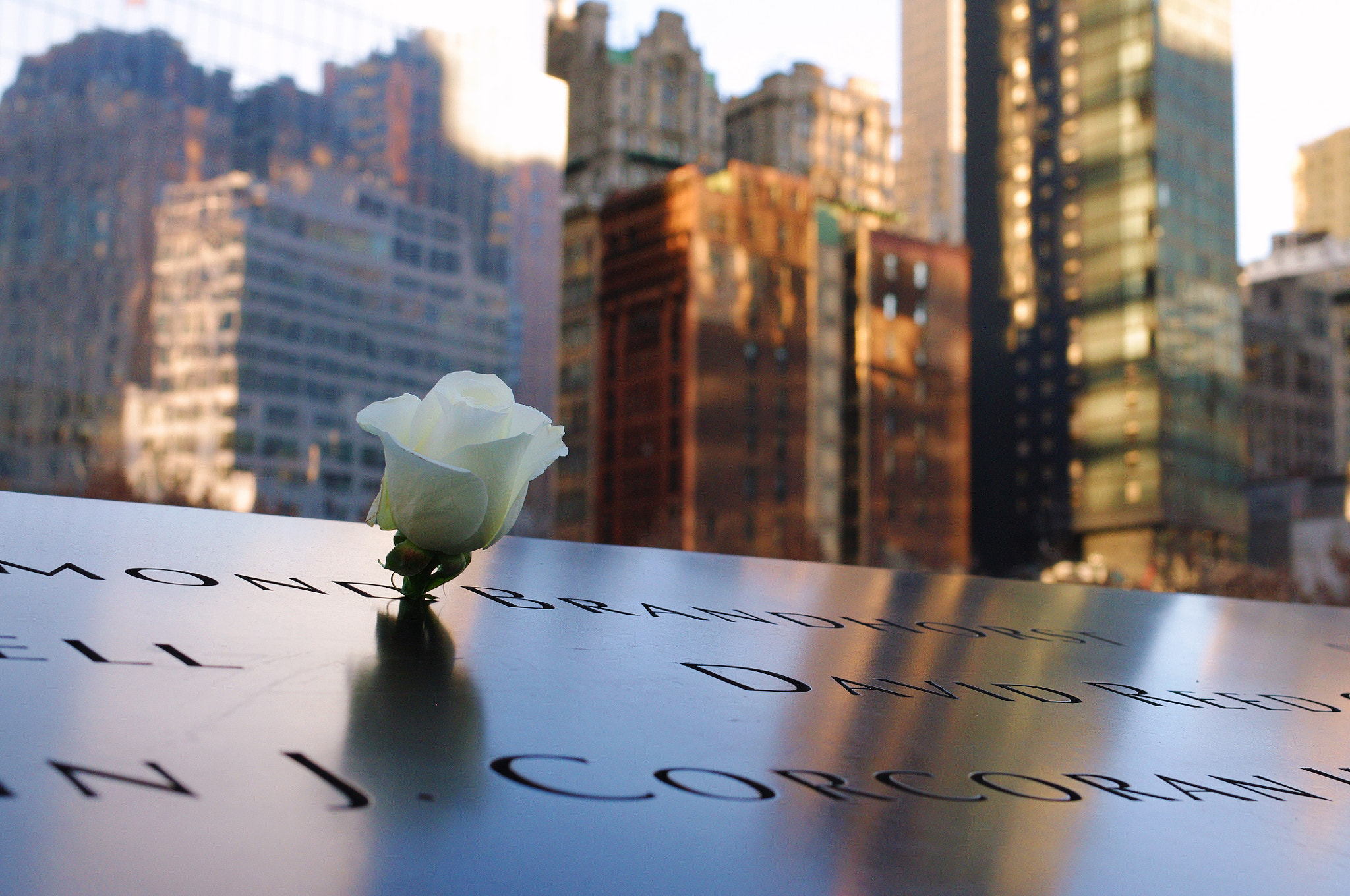 Pentax K-x + Pentax smc DA 35mm F2.4 AL sample photo. White rose photography