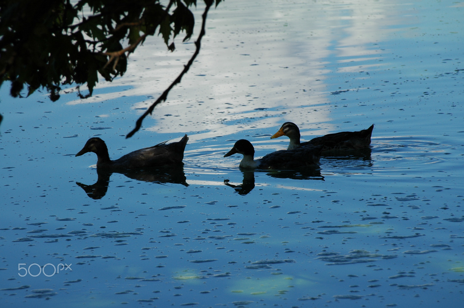 Nikon D70 sample photo. 3 ducks photography