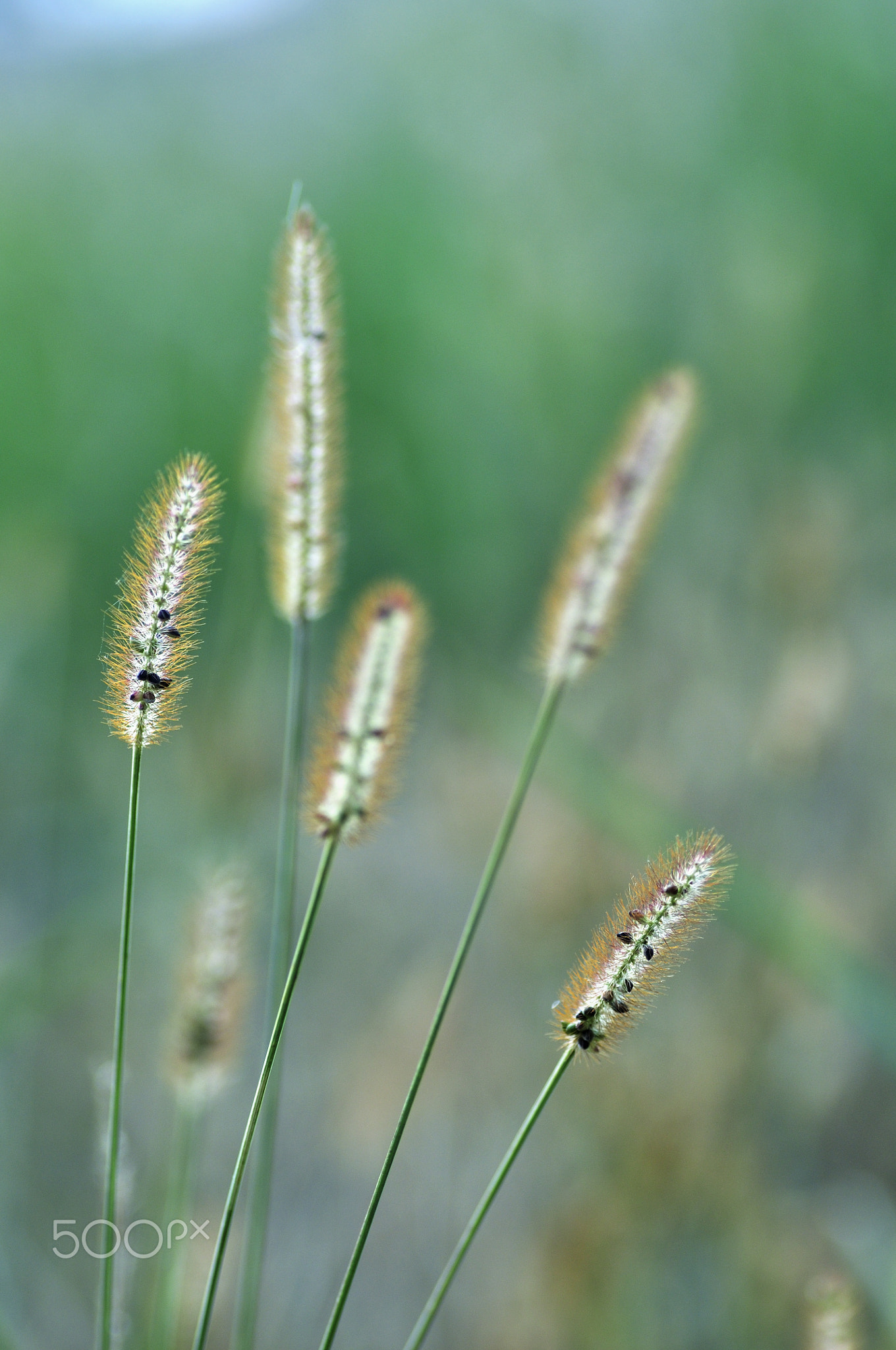 The autumn green bristlegrass