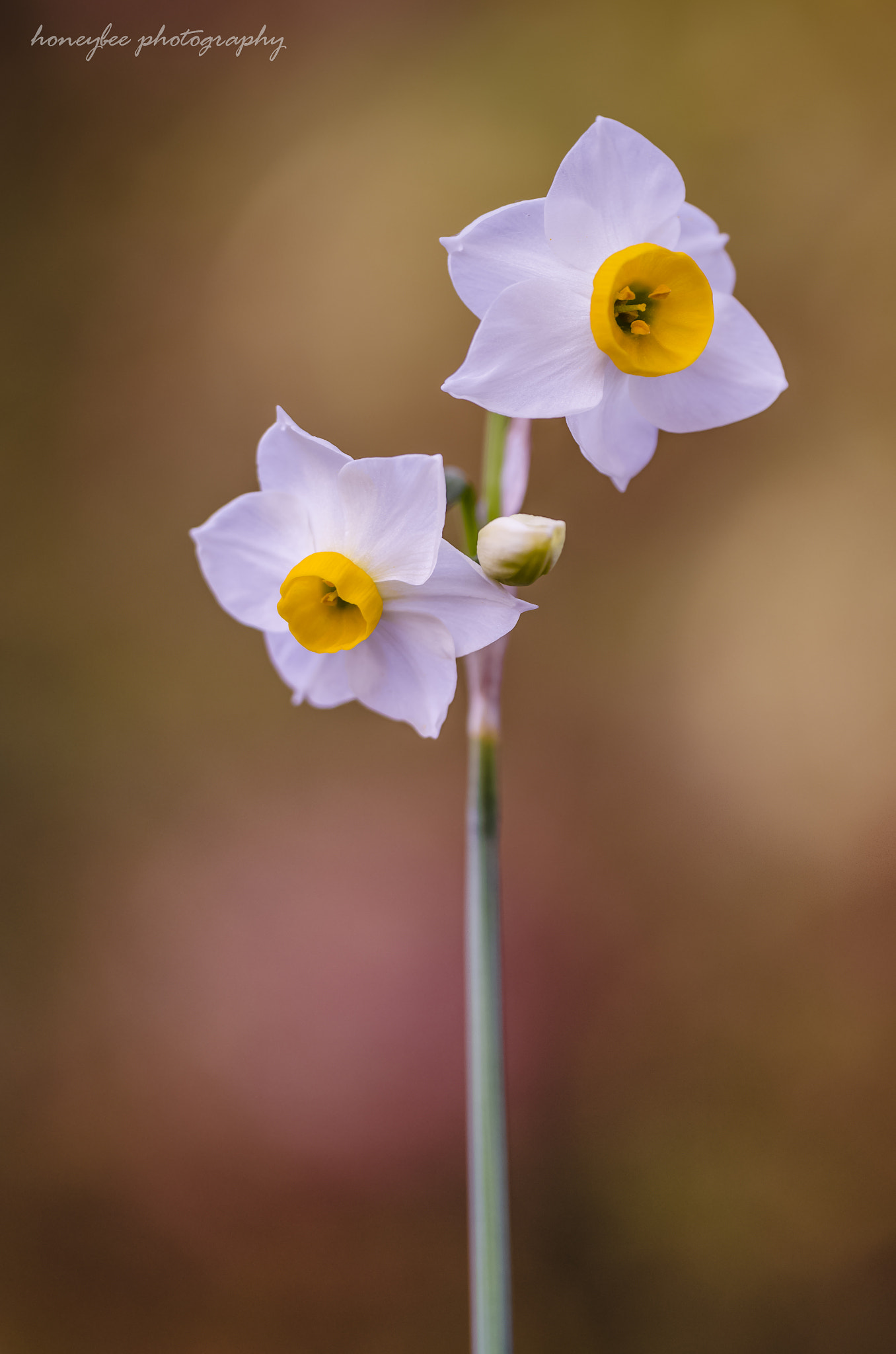 Sigma 150mm F2.8 EX DG OS Macro HSM sample photo. Narcissus photography