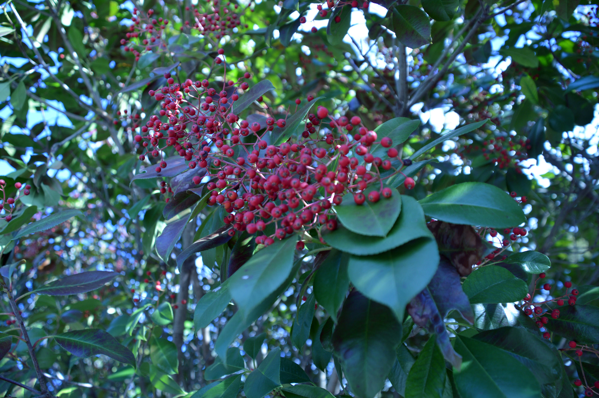 Nikon D3200 sample photo. Winter berries photography