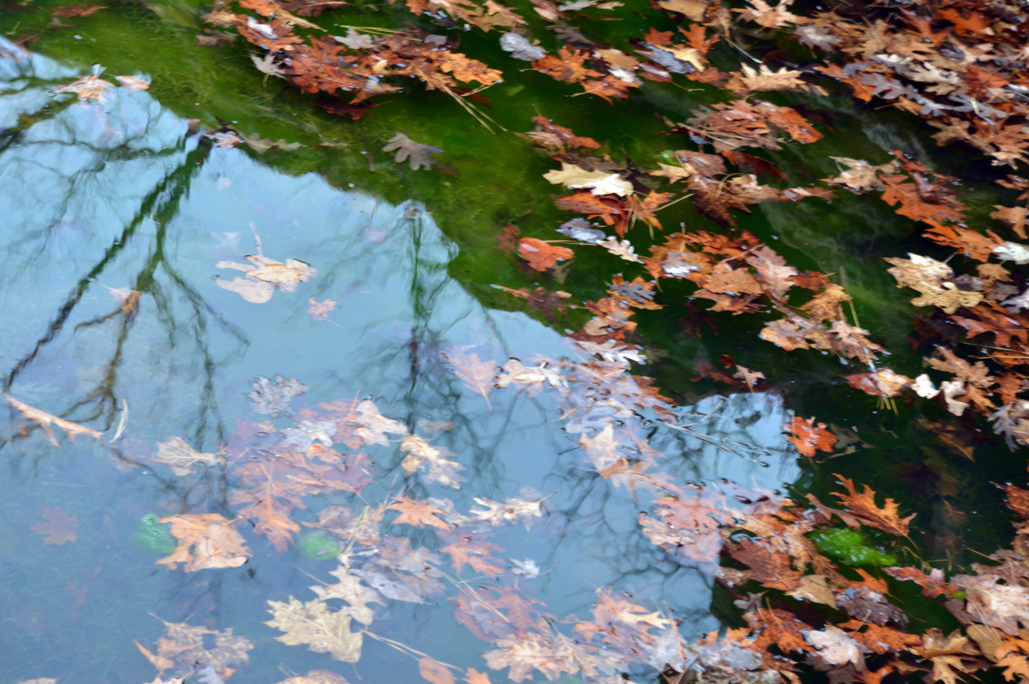 Nikon D3200 sample photo. Winter leaves 2 photography