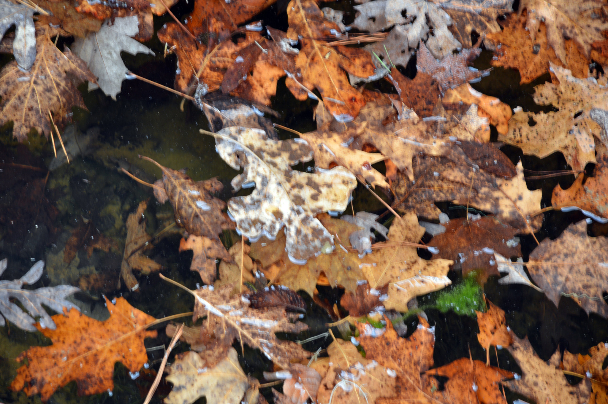 Nikon D3200 sample photo. Winter leaves photography