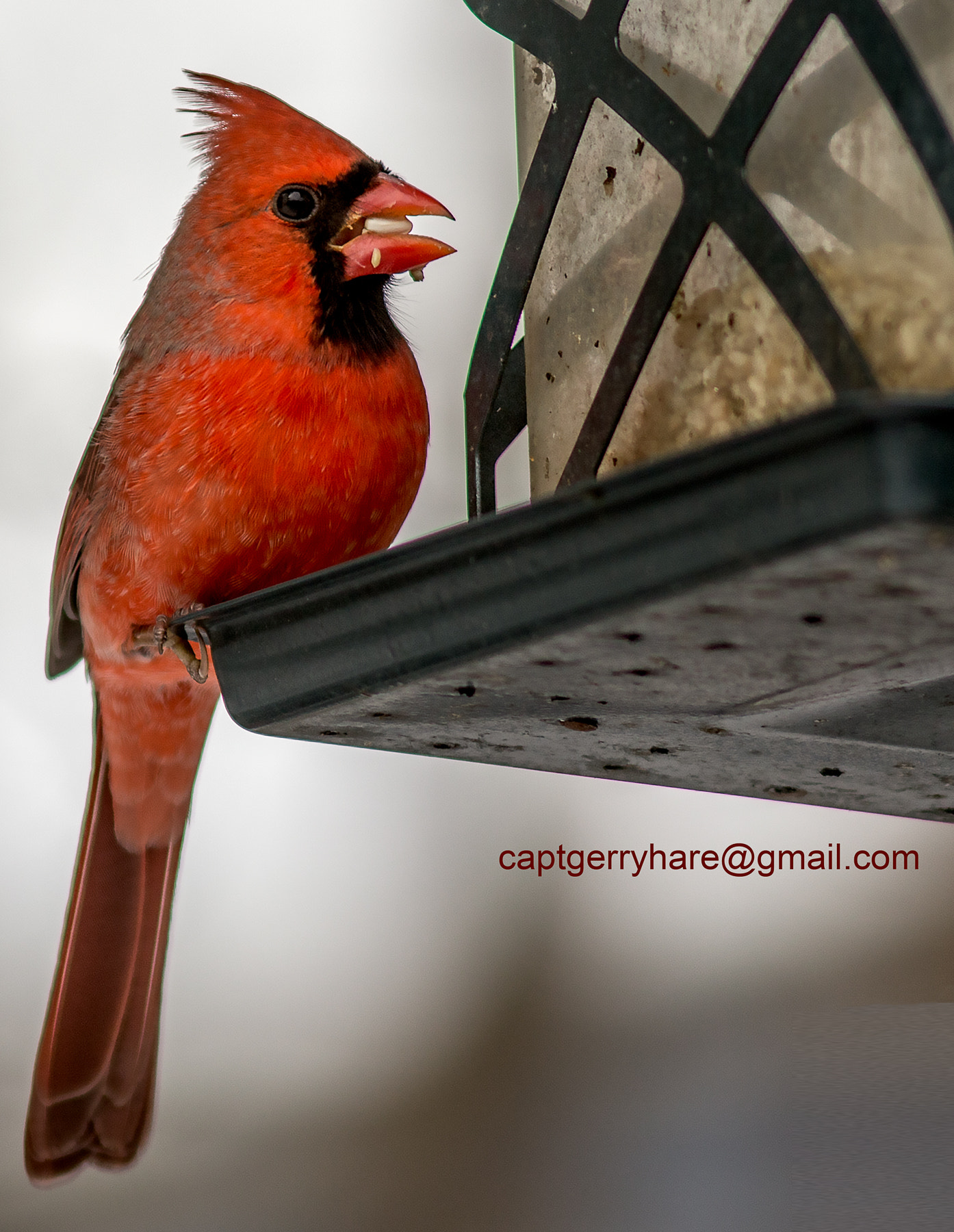 Canon EF 200mm f/2.8L II + 2x sample photo. Lunch photography