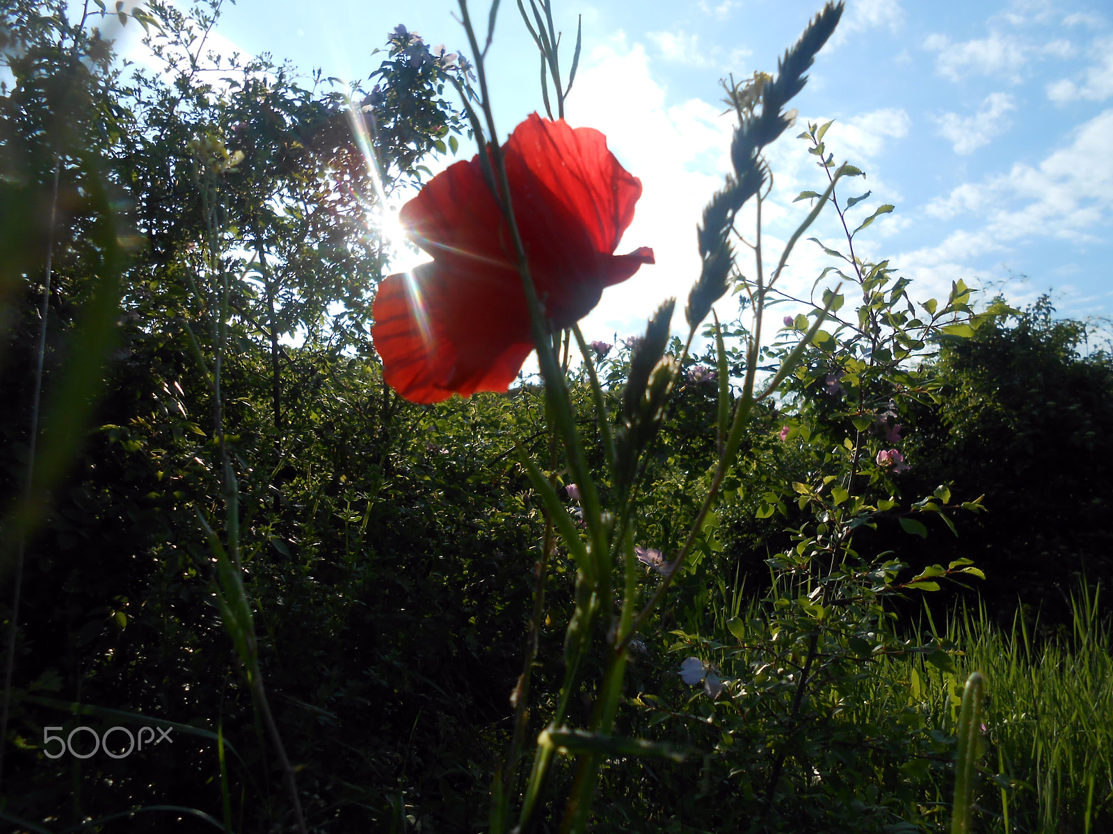 Nikon COOLPIX S2700 sample photo. Spark photography