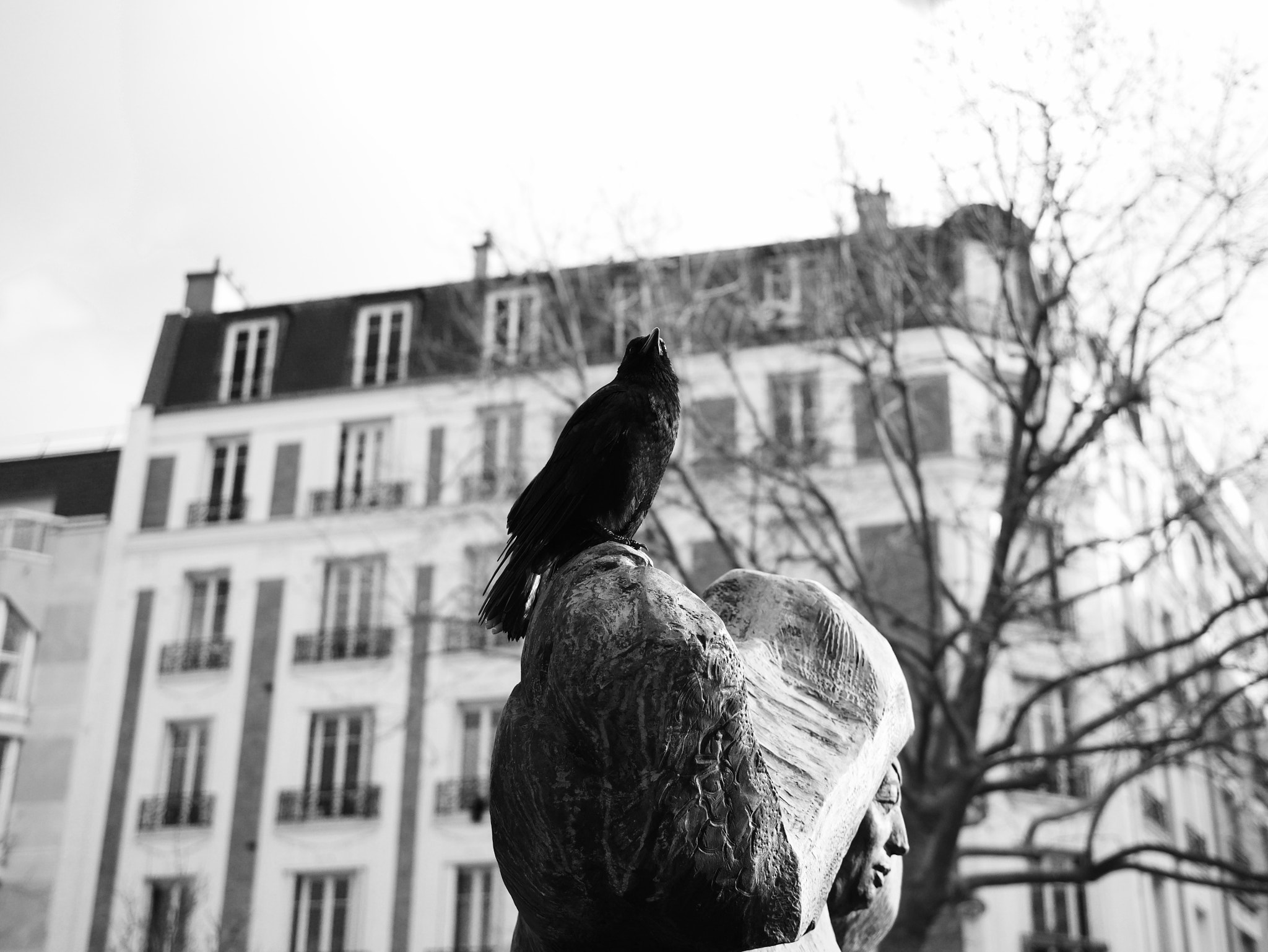Panasonic Lumix DMC-GX85 (Lumix DMC-GX80 / Lumix DMC-GX7 Mark II) + Panasonic Leica DG Summilux 25mm F1.4 II ASPH sample photo. Black crow in paris photography