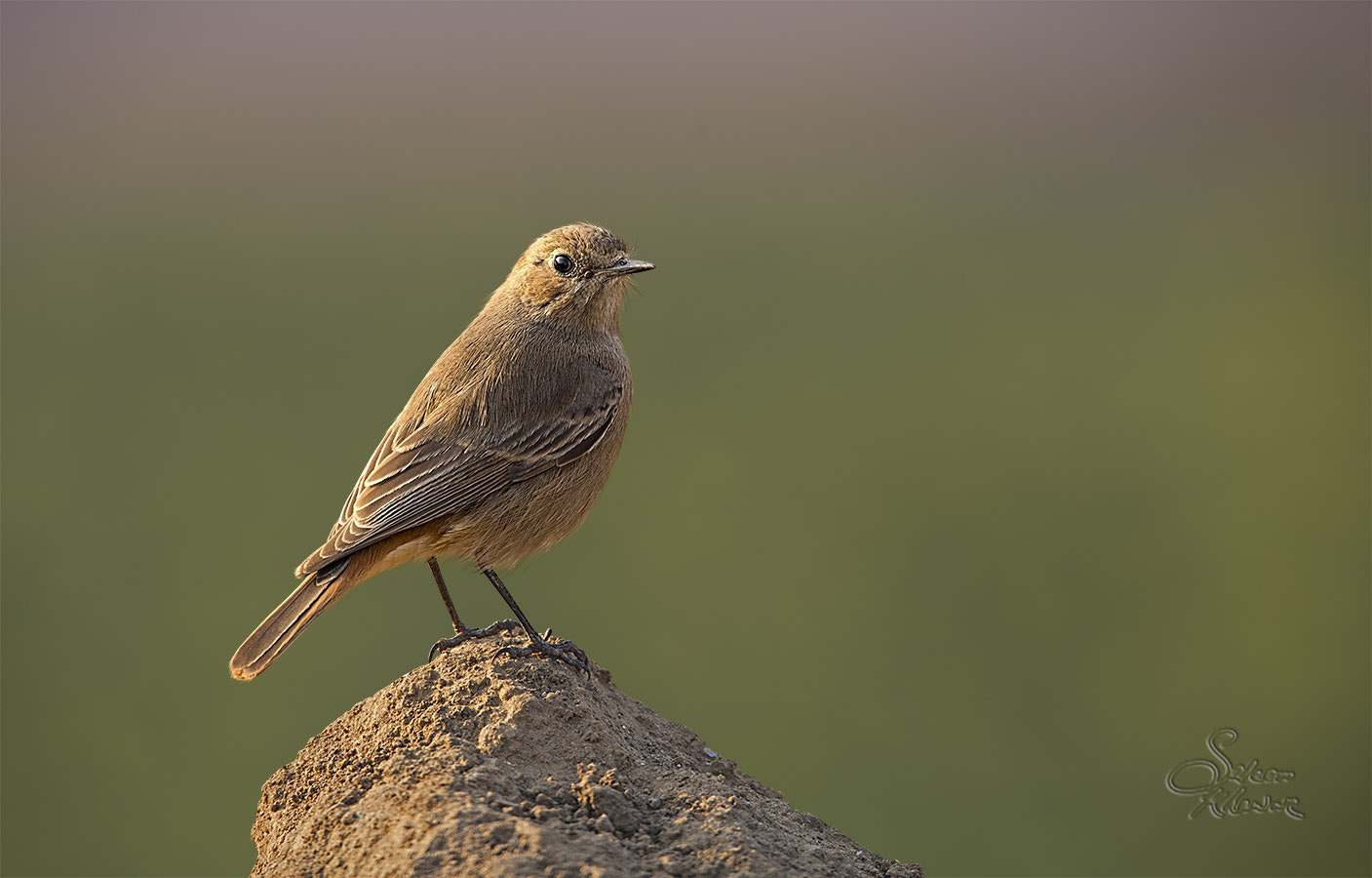 Sigma 150-600mm F5-6.3 DG OS HSM | C sample photo. Small bird 16 black redstart photography