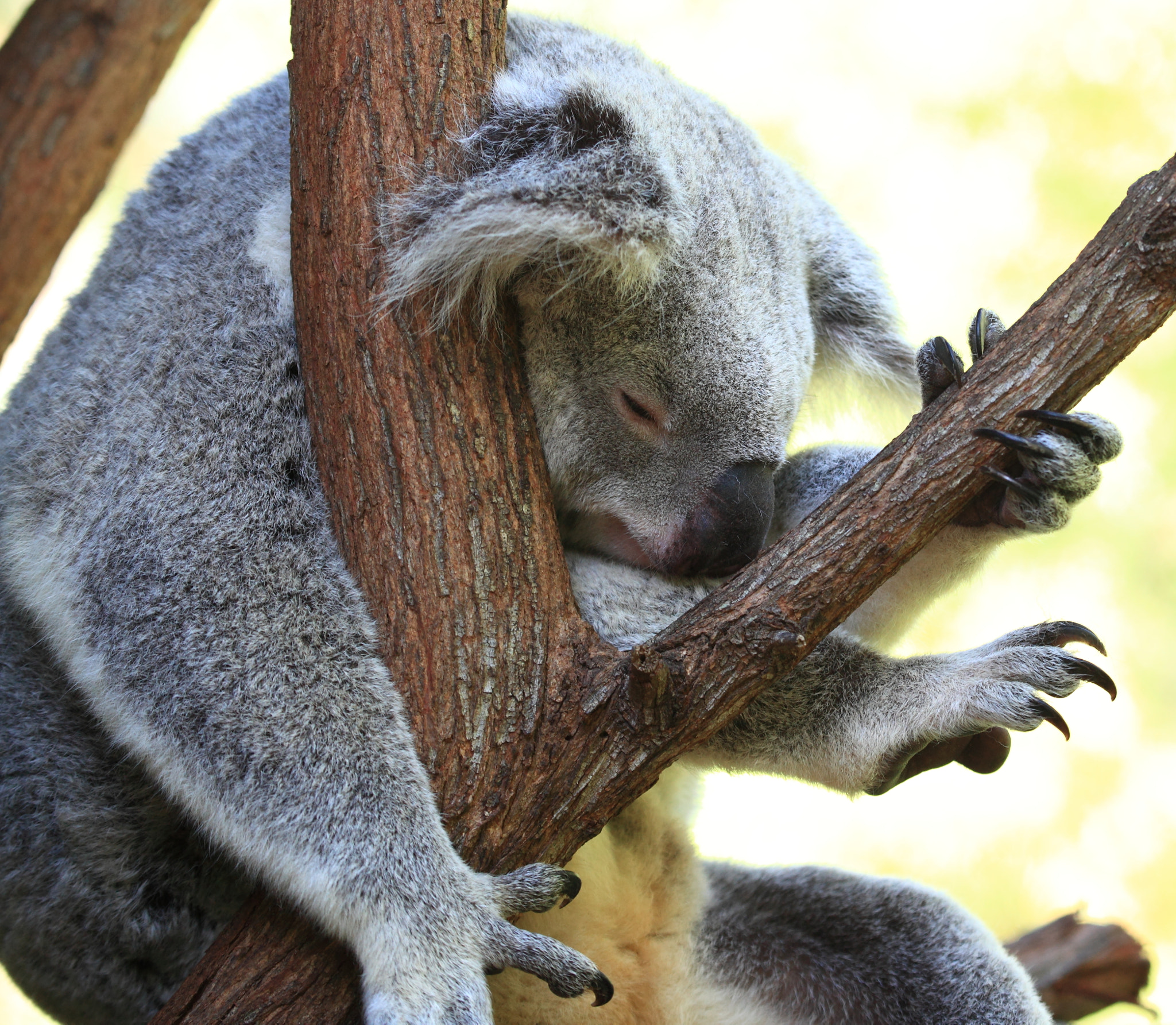 Canon EOS 5D Mark II + Canon EF 100-400mm F4.5-5.6L IS USM sample photo. Nap time photography