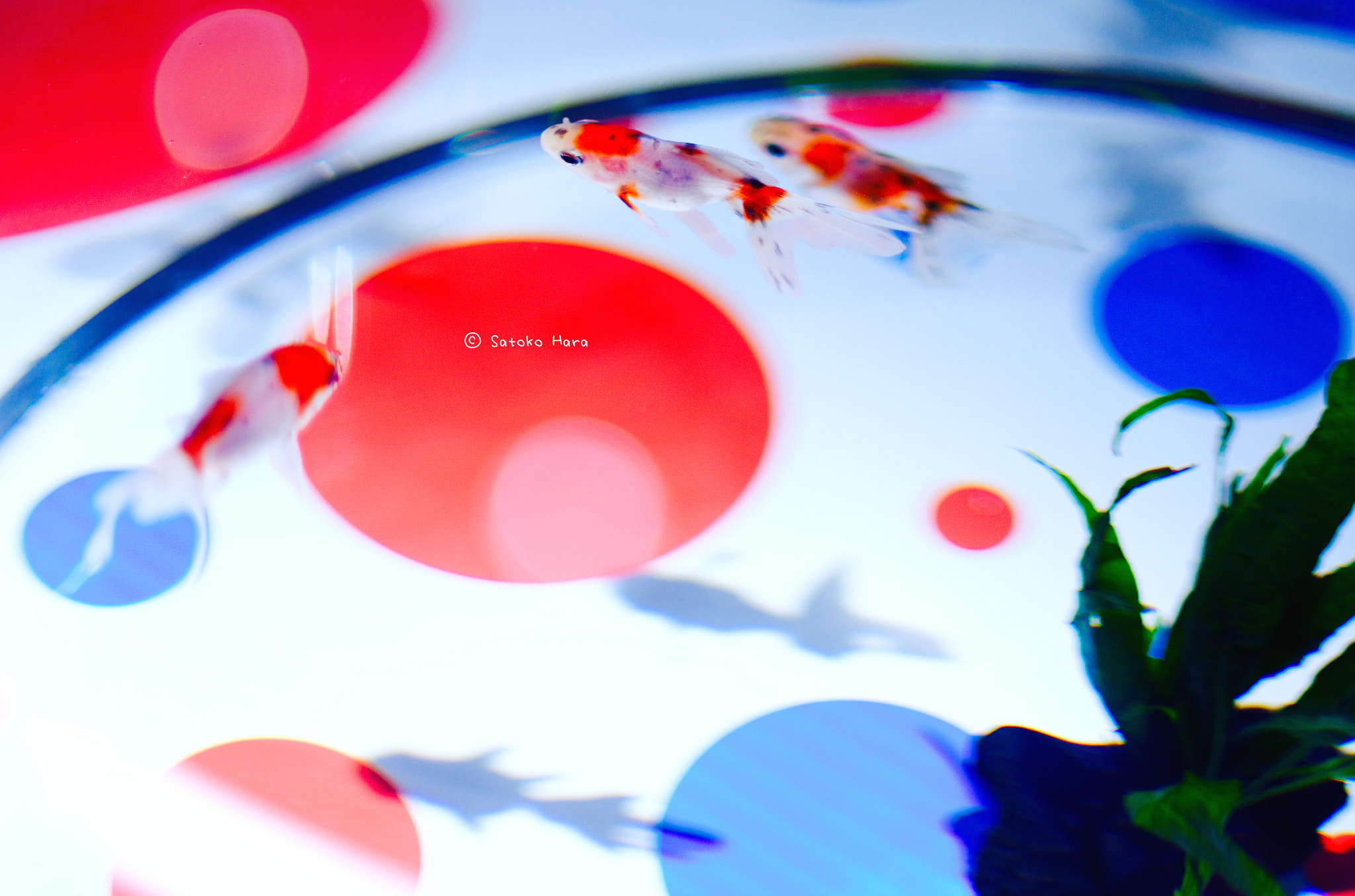 Pentax smc DA* 55mm F1.4 SDM sample photo. Candy-fish photography