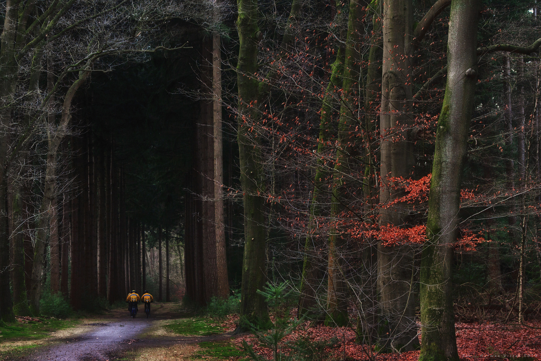 Canon EF 50-200mm f/3.5-4.5 sample photo. Drive through the avenue of lochem photography