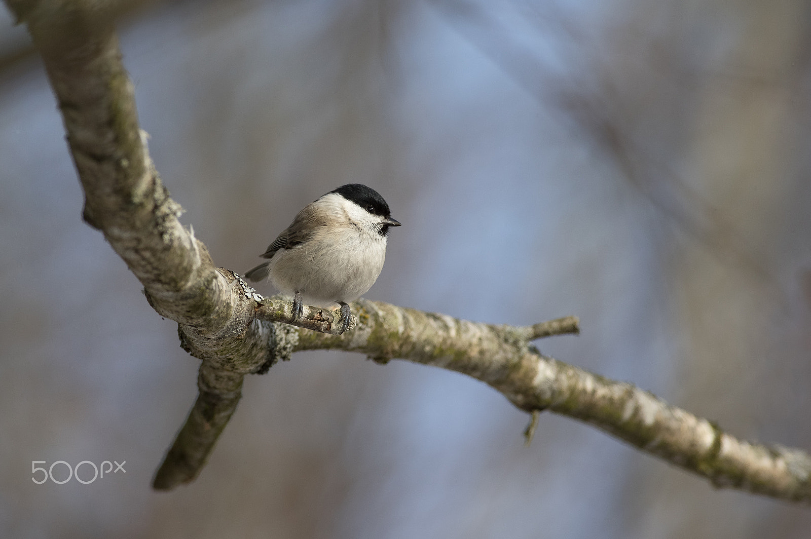 Pentax smc DA* 300mm F4.0 ED (IF) SDM sample photo. Sitting on the branch photography