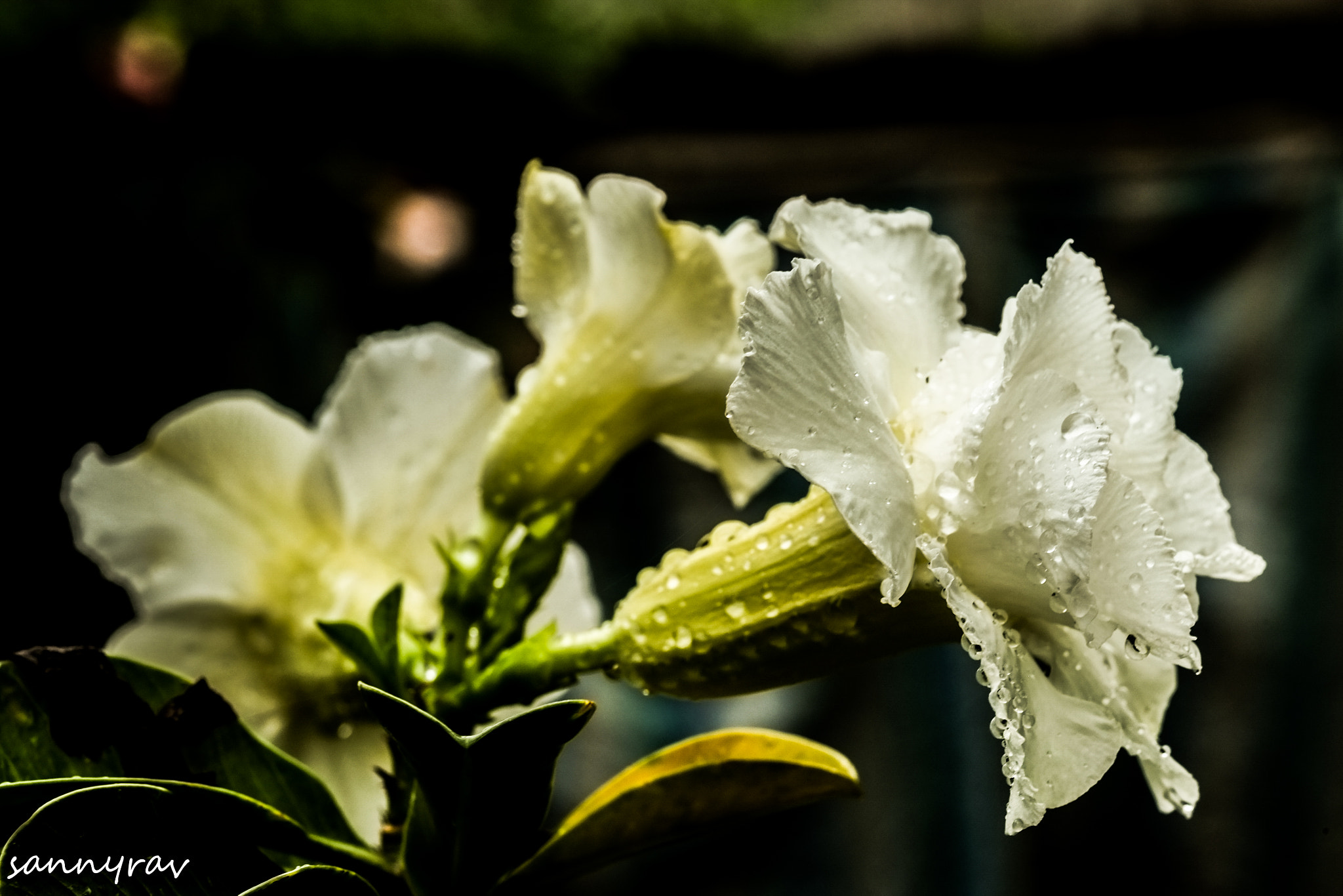 Fujifilm X-E1 + Fujifilm XF 60mm F2.4 R Macro sample photo. White flowers photography