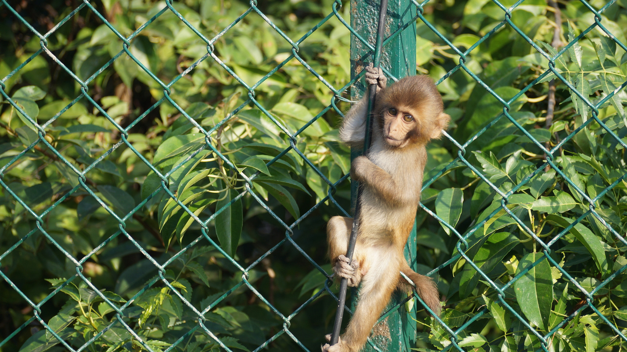 Sony SLT-A57 sample photo. Baby monkey photography
