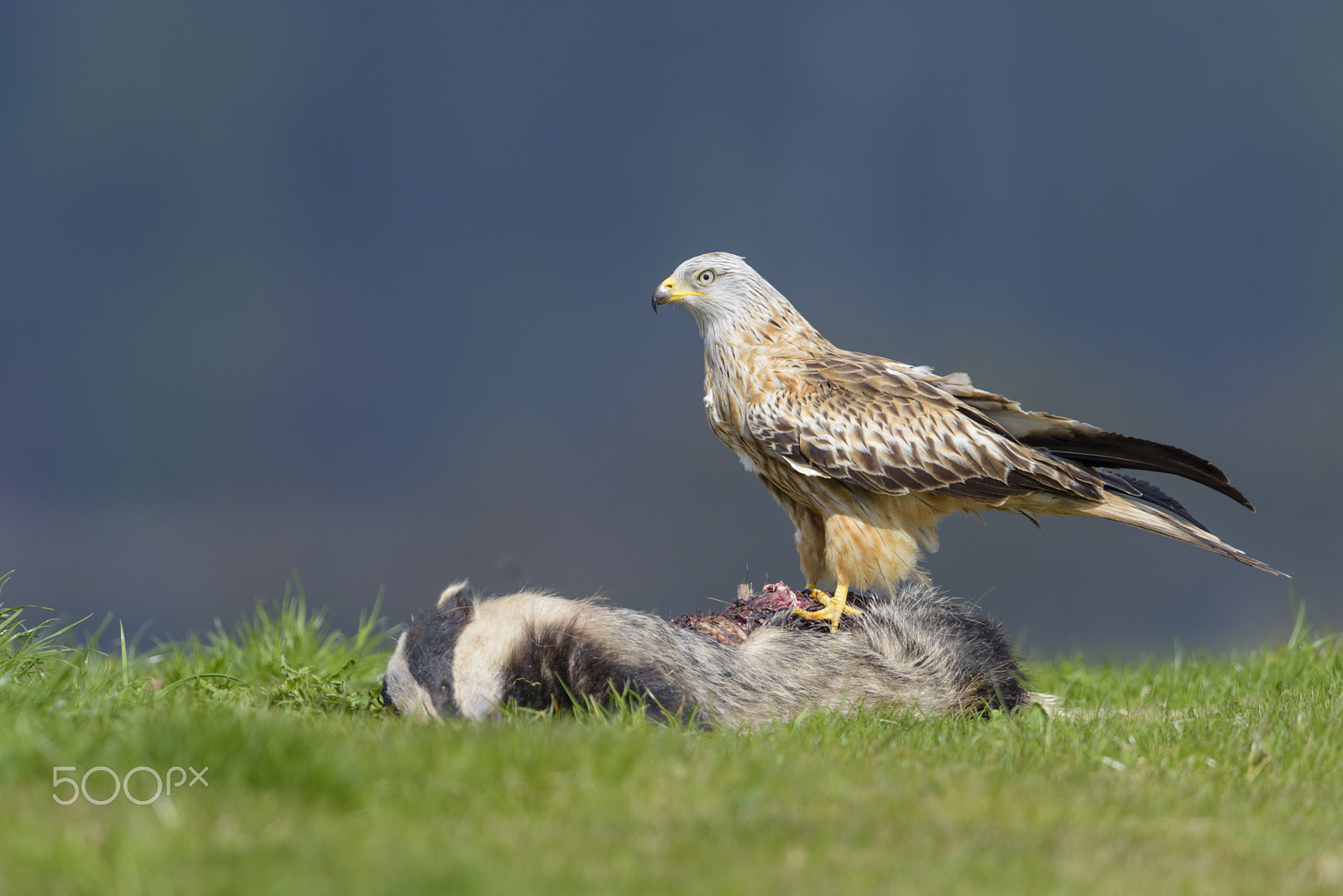 Nikon D810 + Nikon AF-S Nikkor 500mm F4G ED VR sample photo. Rotmilan, milvus milvus, red kite photography