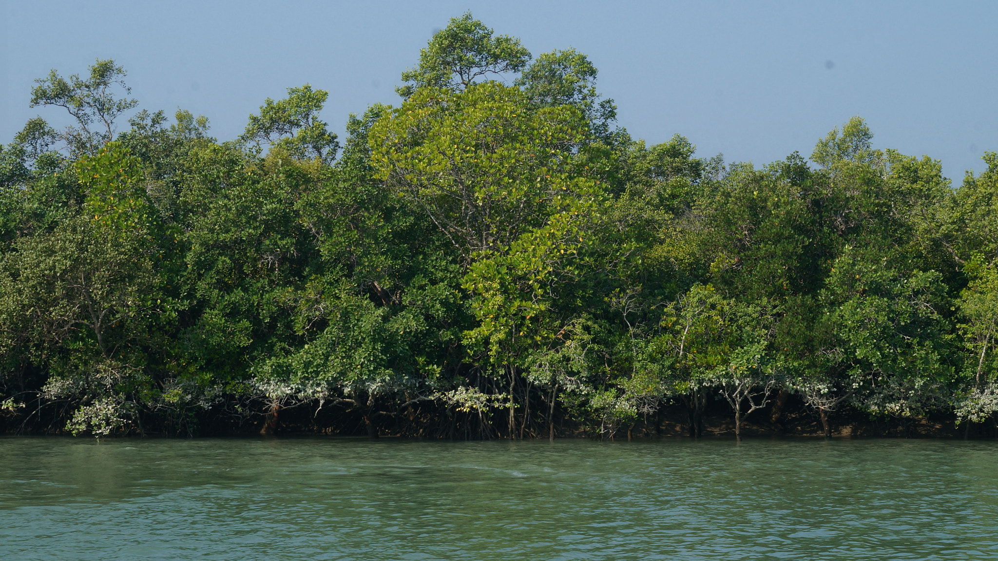 Sony SLT-A57 sample photo. Mangrove forest photography