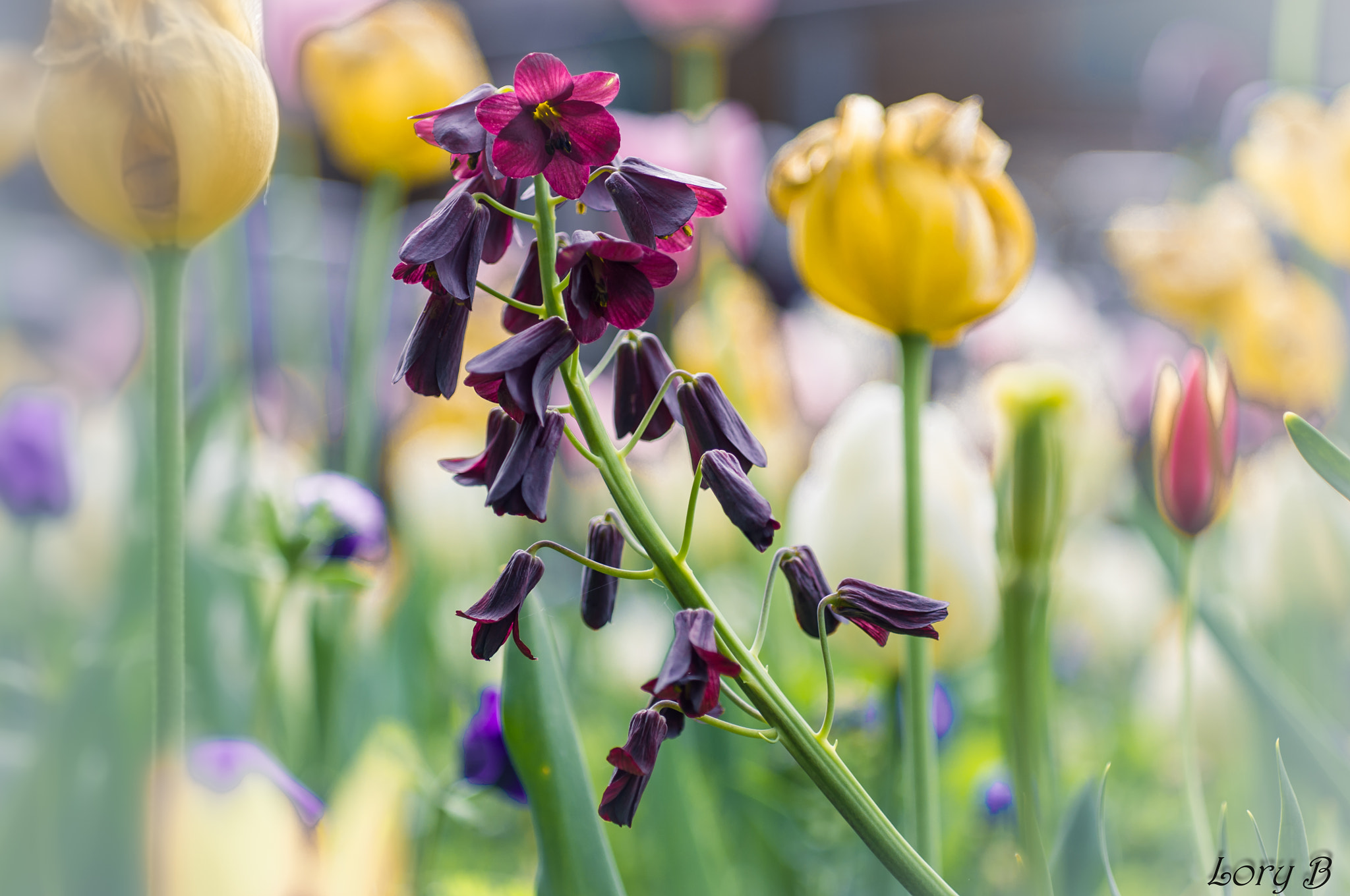 Pentax K-x + A Series Lens sample photo. Aquilegia vulgaris photography