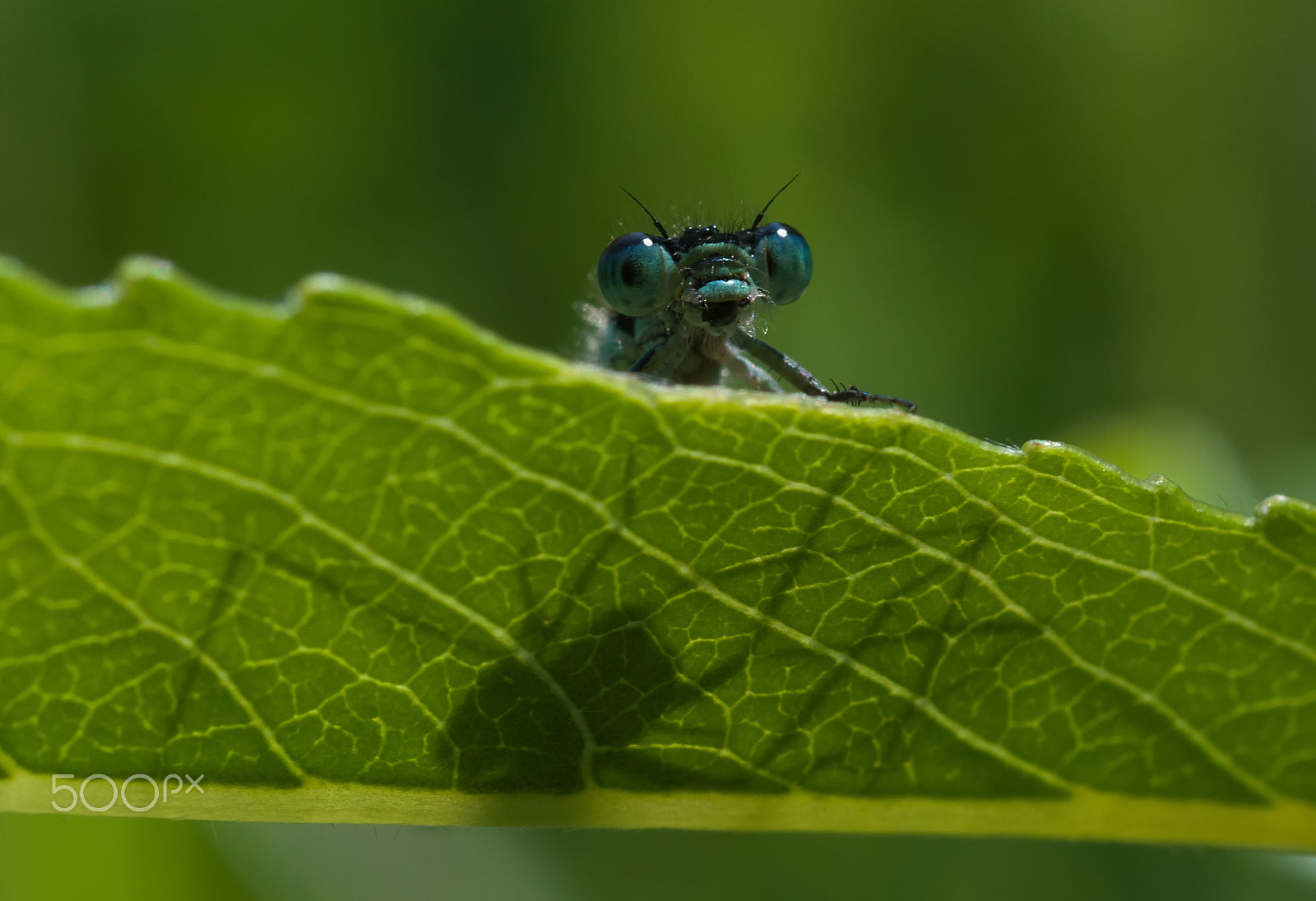 Nikon D300 + AF Micro-Nikkor 55mm f/2.8 sample photo. Dragonfly photography