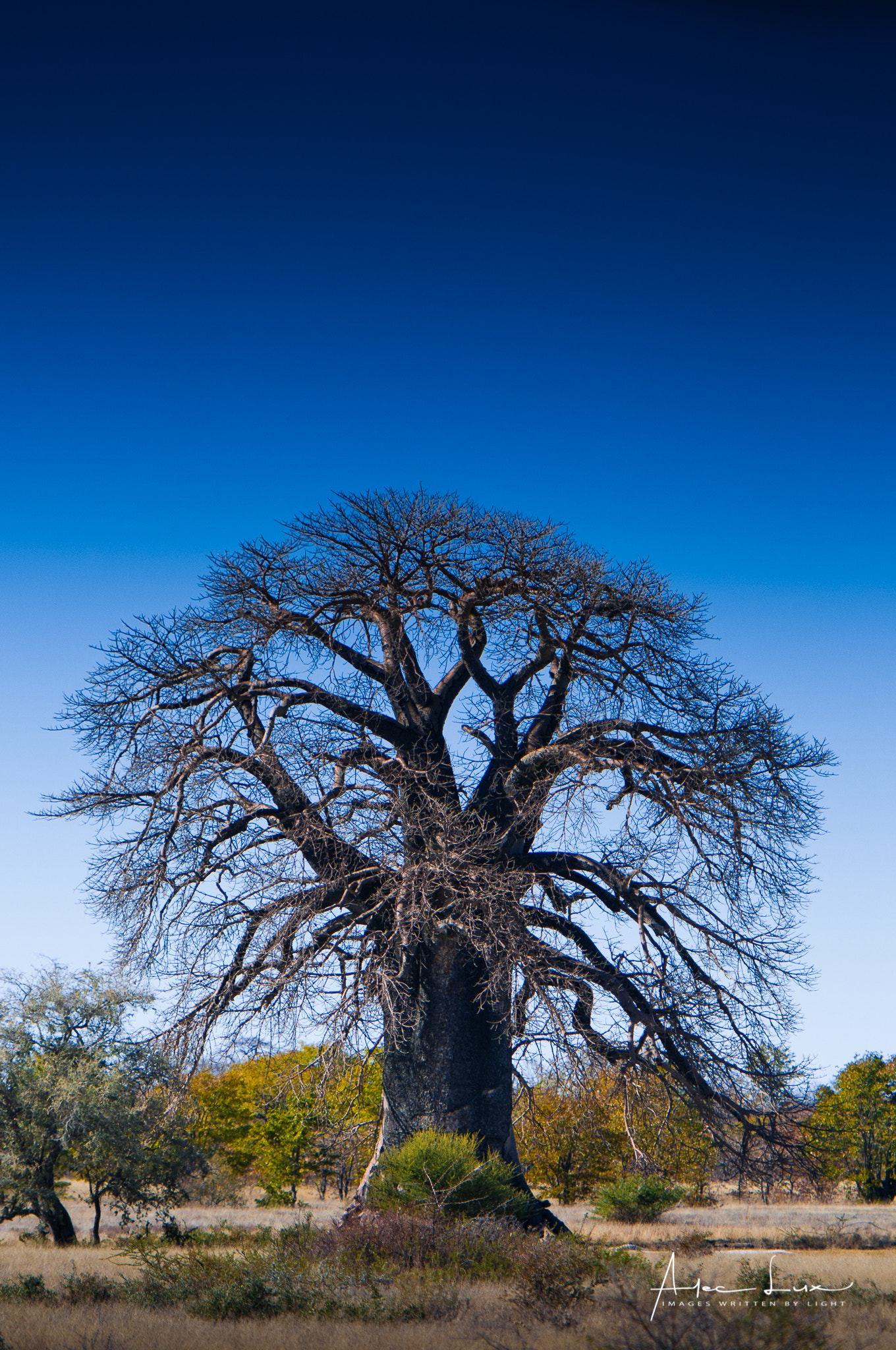Nikon AF-S Nikkor 70-200mm F2.8G ED VR II sample photo. Bold, bolder, boldest 2 photography