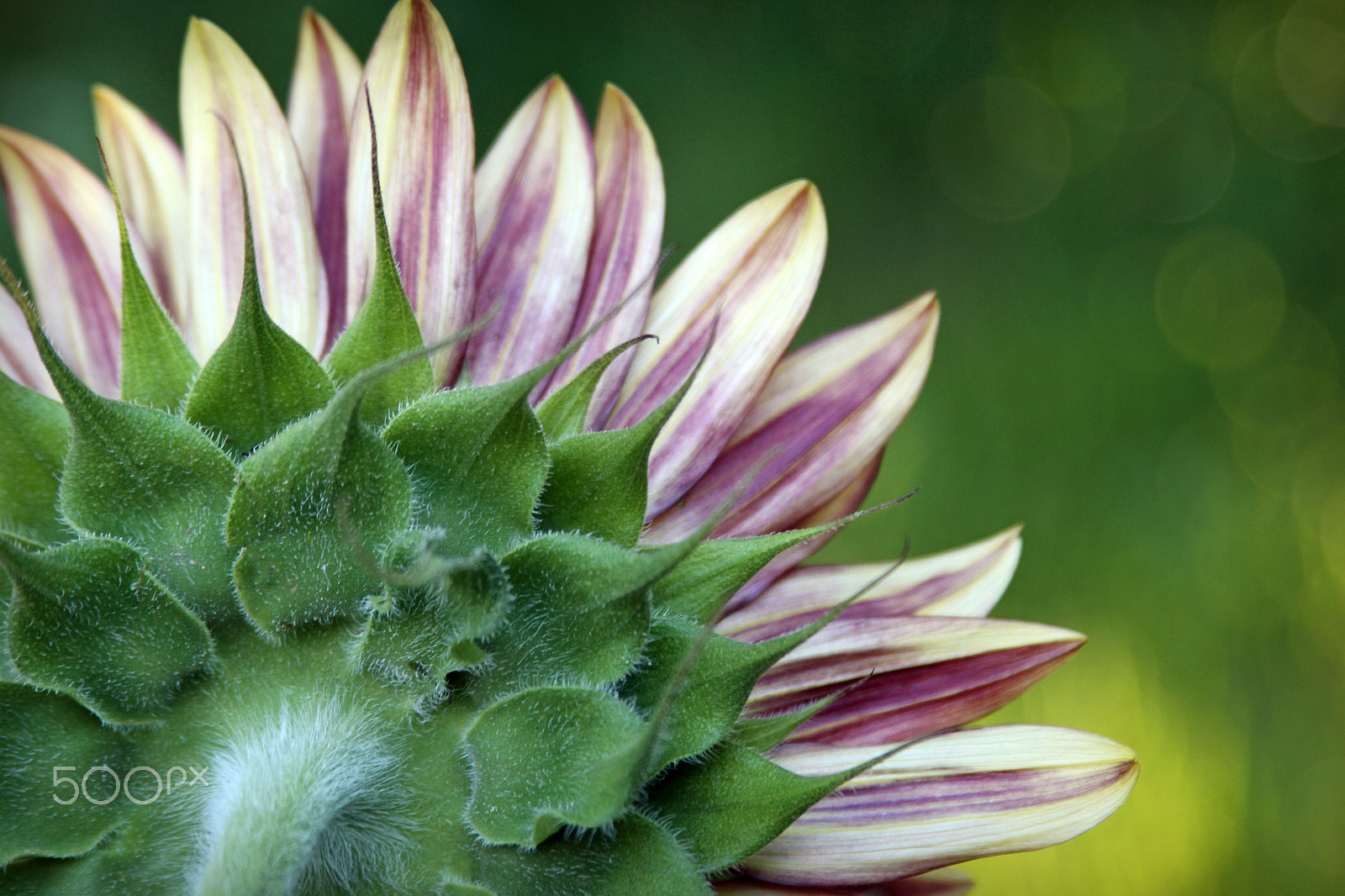 Canon EF 28-105mm f/3.5-4.5 USM sample photo. Sunflower photography