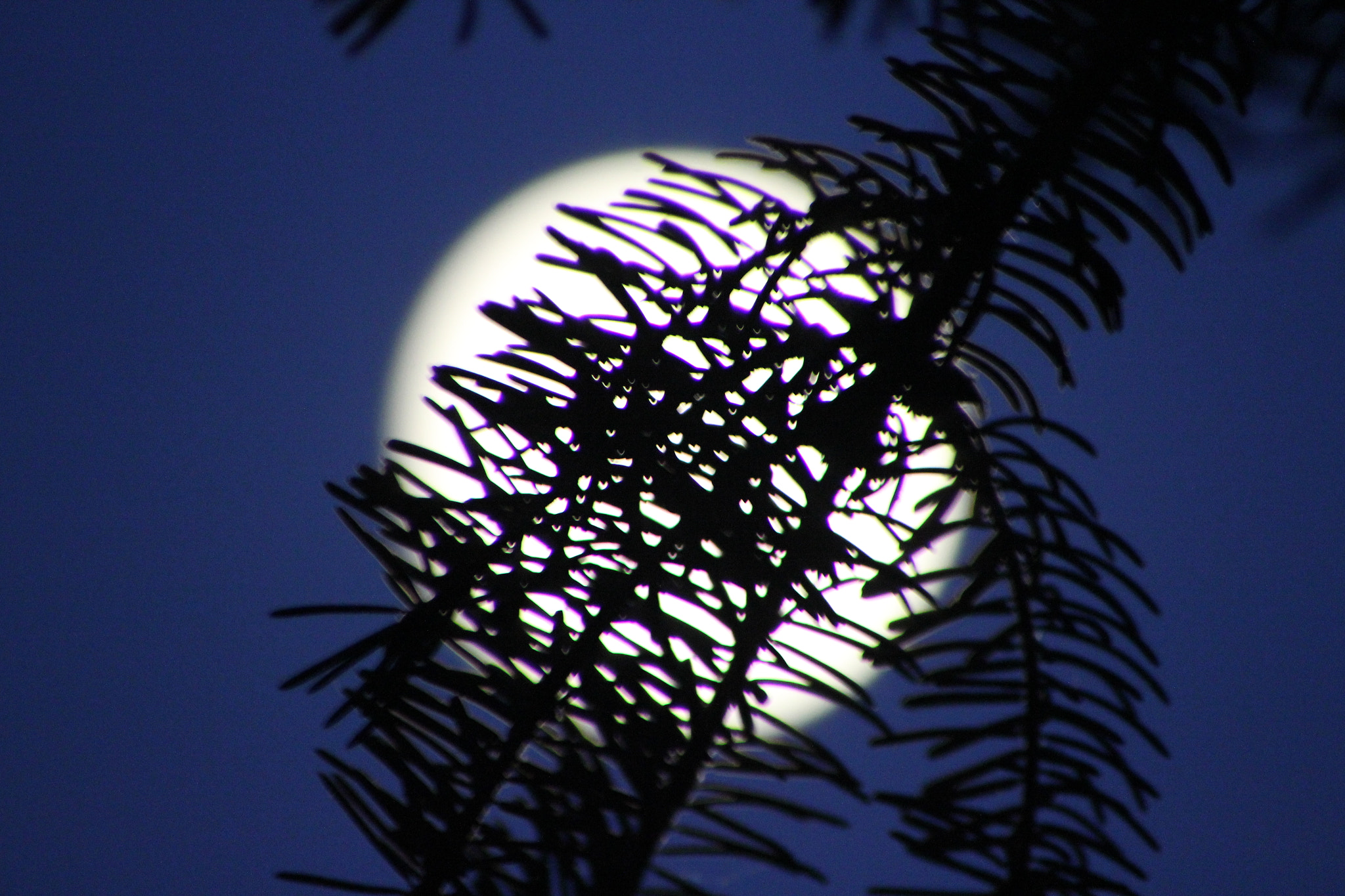 Canon EOS 60D sample photo. Img photography