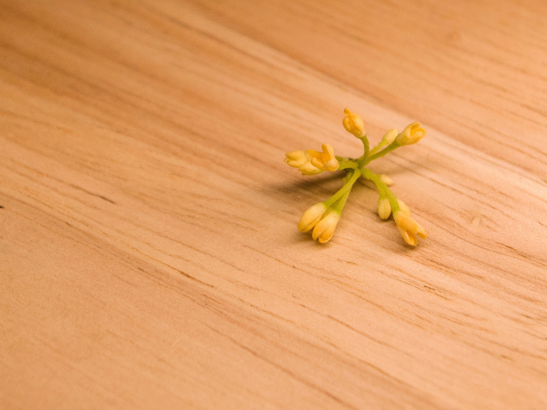 Pentax K-01 sample photo. Sweet-scented osmanthus photography
