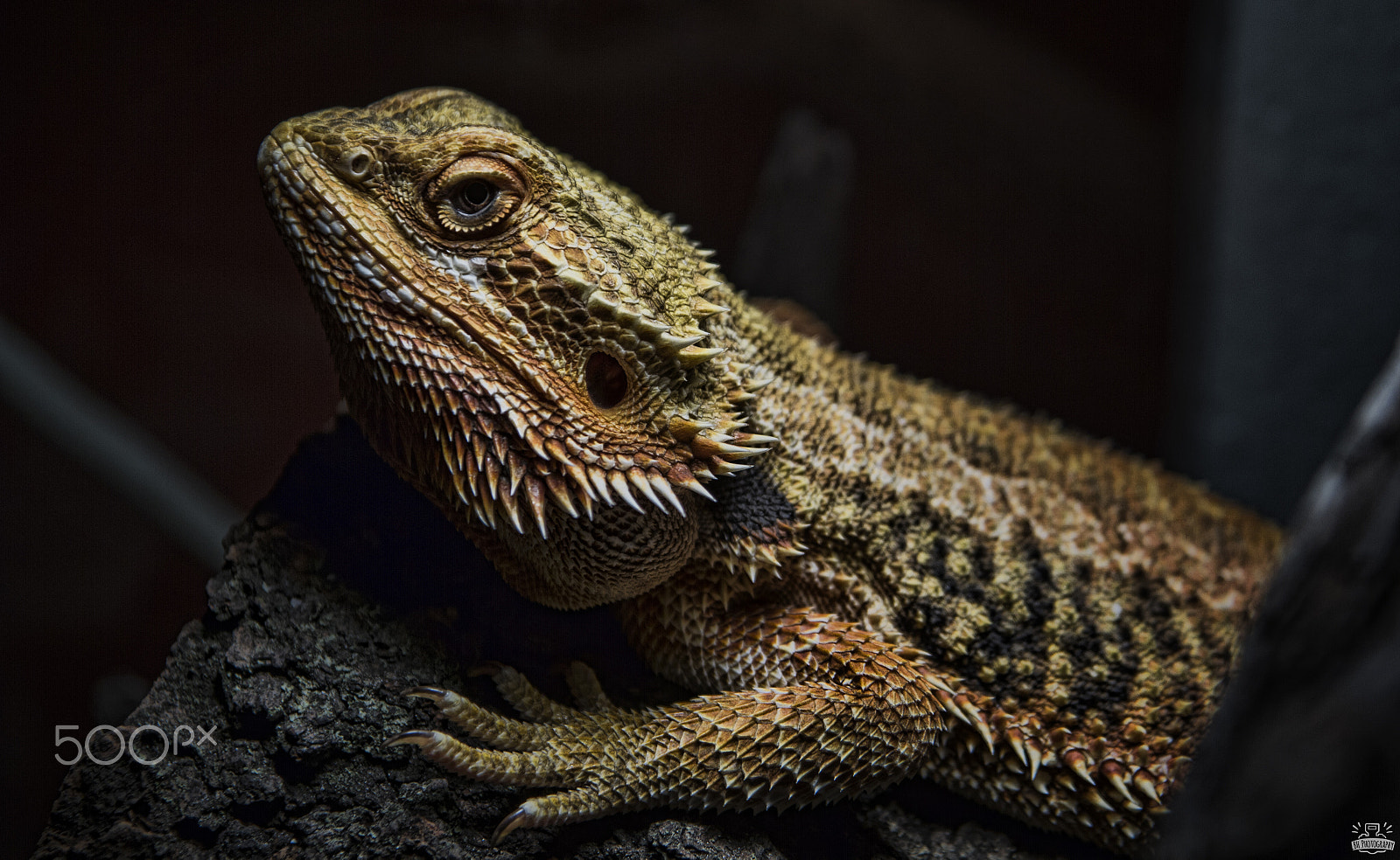 Sigma 17-70mm F2.8-4 DC Macro OS HSM sample photo. Reptile photography