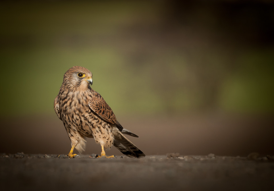 Sigma 500mm F4.5 EX DG HSM sample photo. Kestrel - rainford uk photography