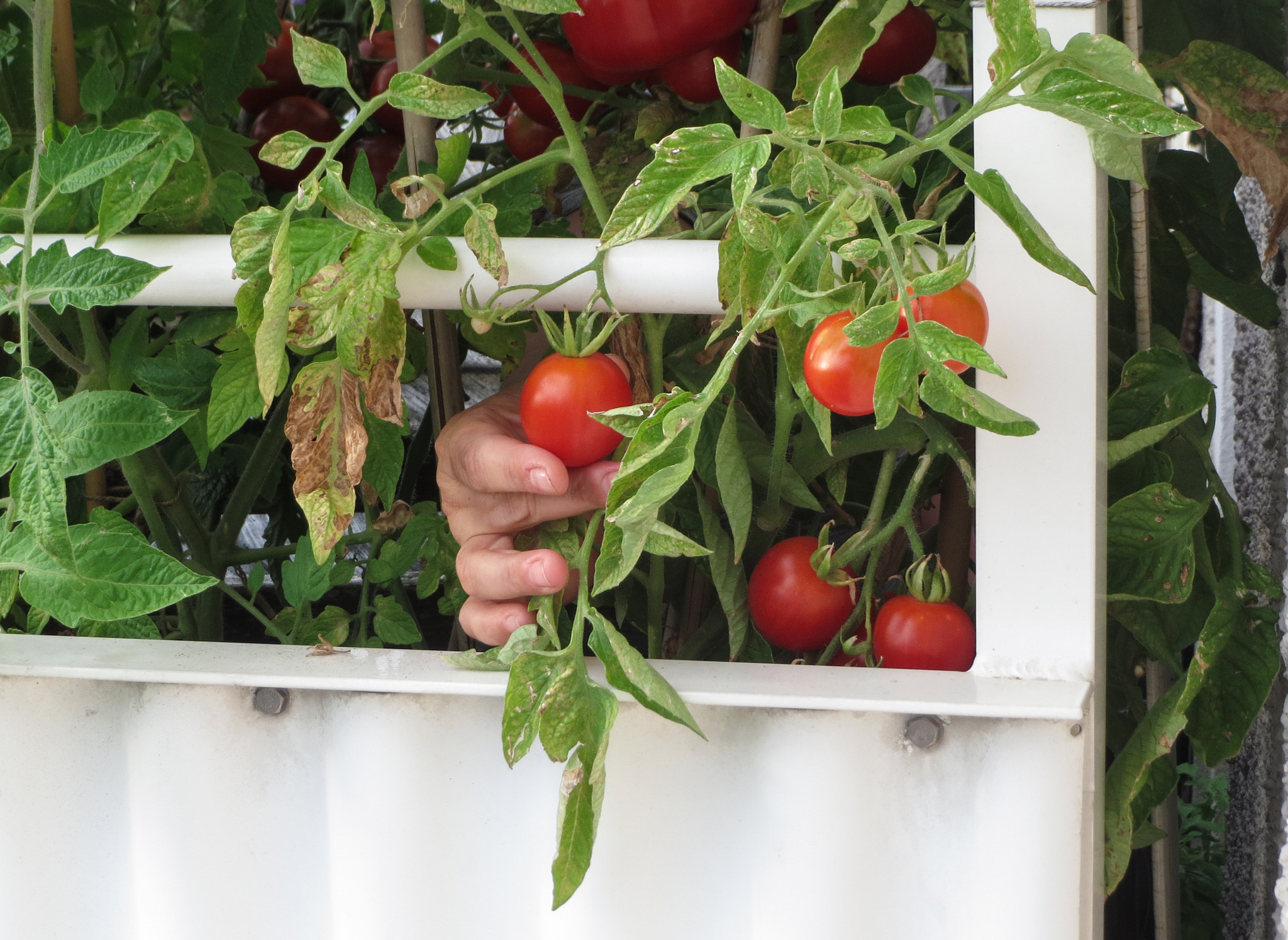 Canon PowerShot ELPH 520 HS (IXUS 500 HS / IXY 3) sample photo. The farest homegrown tomatoes are the best! photography