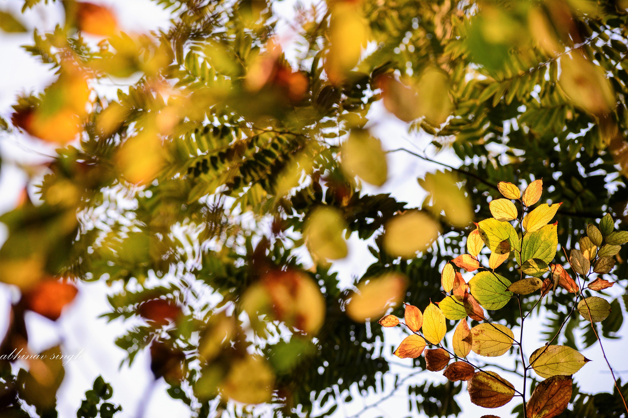 Nikon D7100 + Sigma 70-300mm F4-5.6 DG OS sample photo. Falling leaves photography