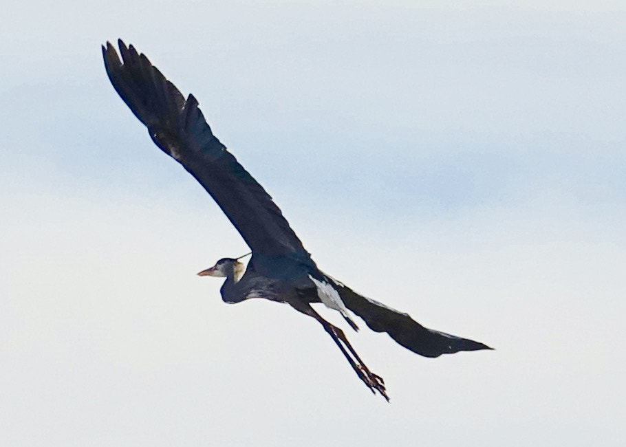 Sony 24-600mm F2.4-4.0 sample photo