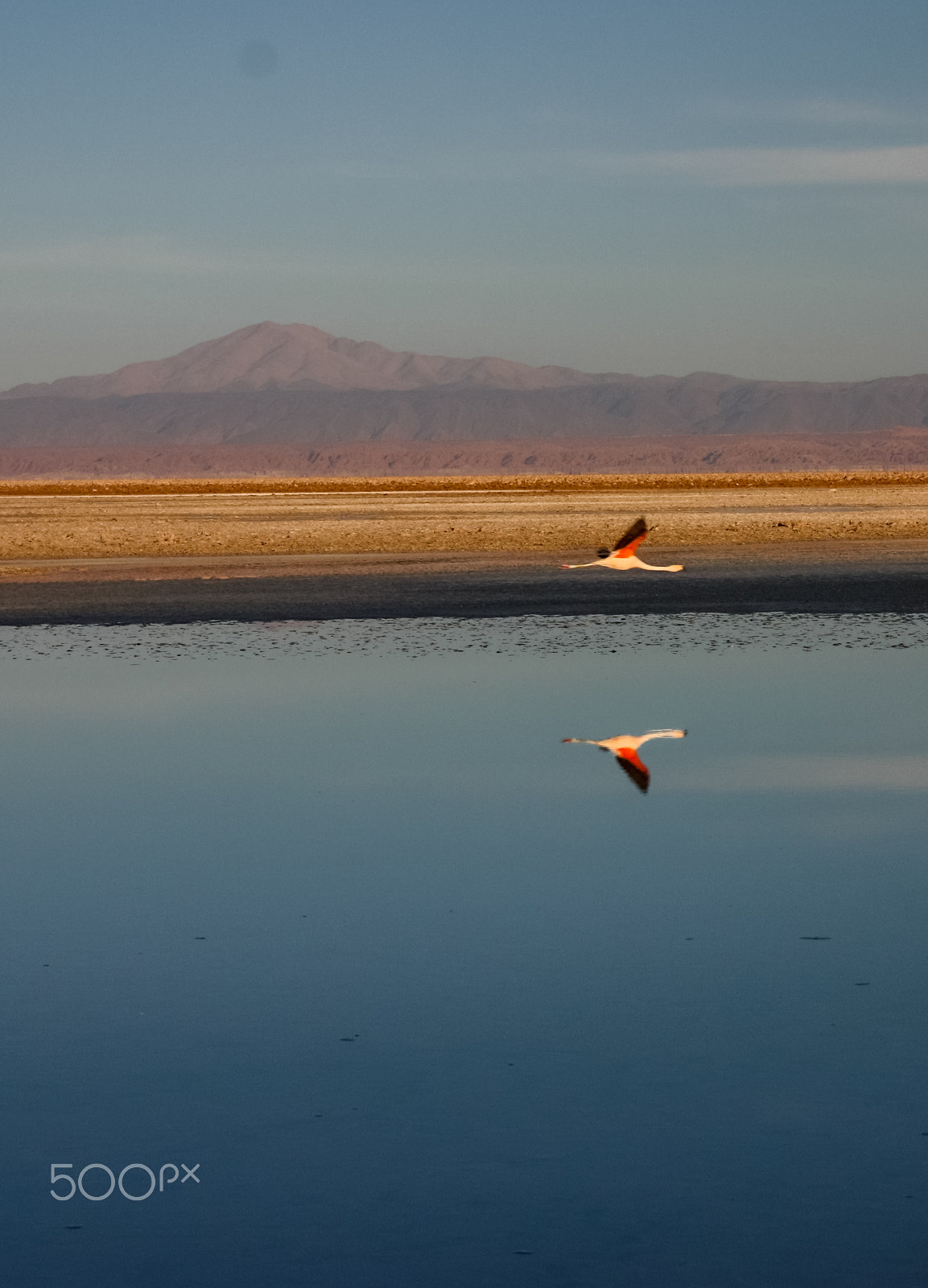 Canon EF-S 17-55mm F2.8 IS USM sample photo. Flamingo photography