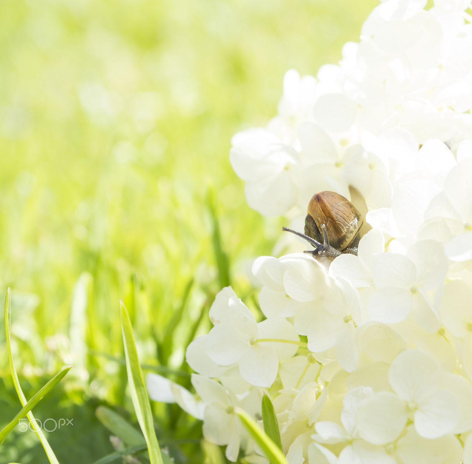 Sony SLT-A65 (SLT-A65V) sample photo. Garden snail sitting on a big white flower hydrangea arborescens, soft light, blurred background photography