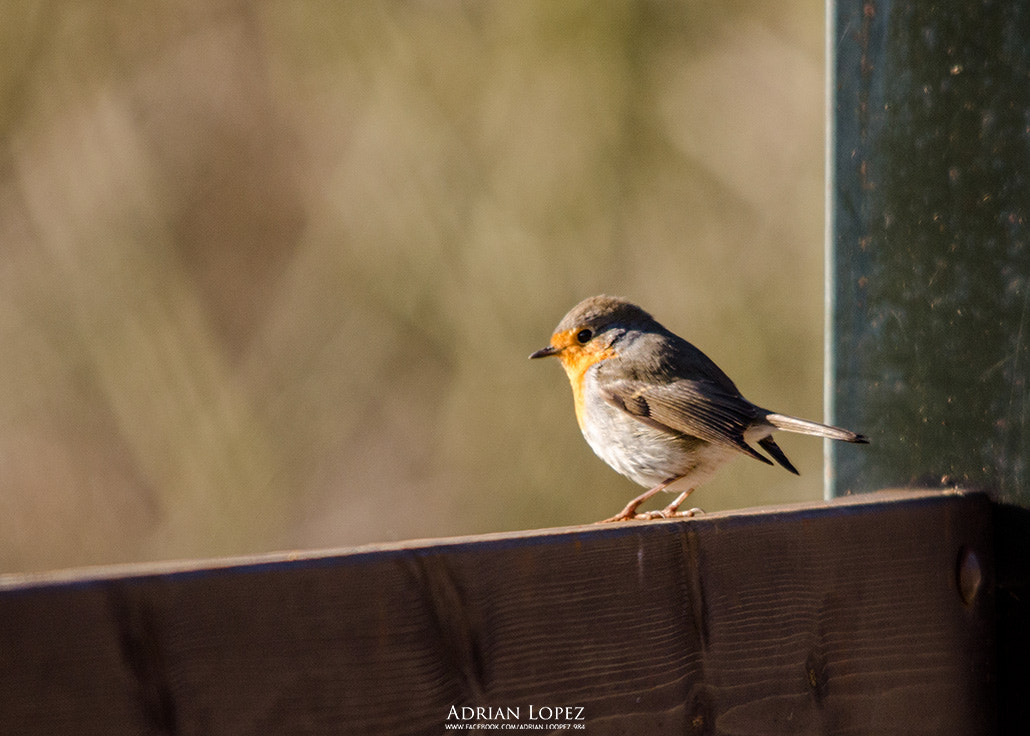 Sigma 150-500mm F5-6.3 DG OS HSM sample photo. Petirojo photography