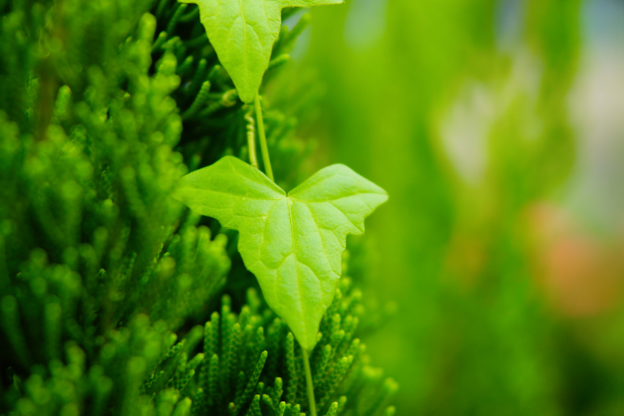 Sony Alpha DSLR-A500 sample photo. Leaf photography