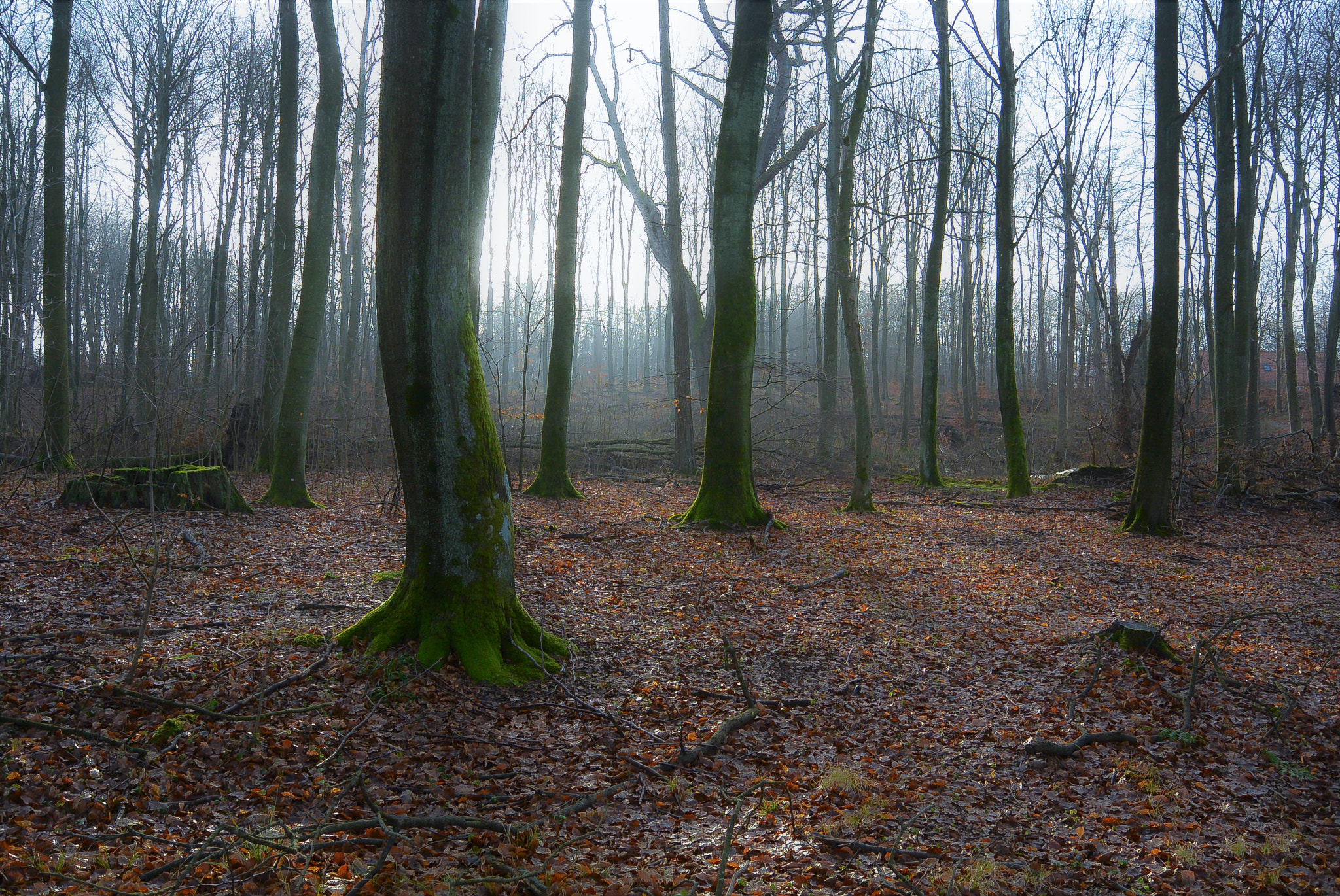 Nikon 1 Nikkor 11-27.5mm F3.5-5.6 sample photo. Winter´s light... photography