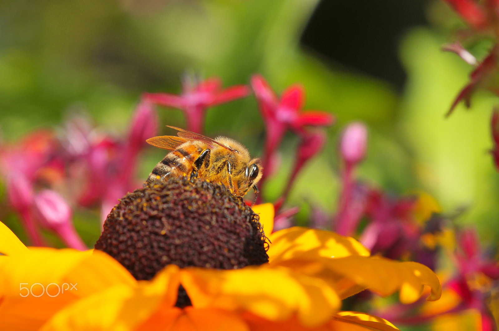 Nikon D300 + Nikon AF Micro-Nikkor 200mm F4D ED-IF sample photo. Hard at work photography