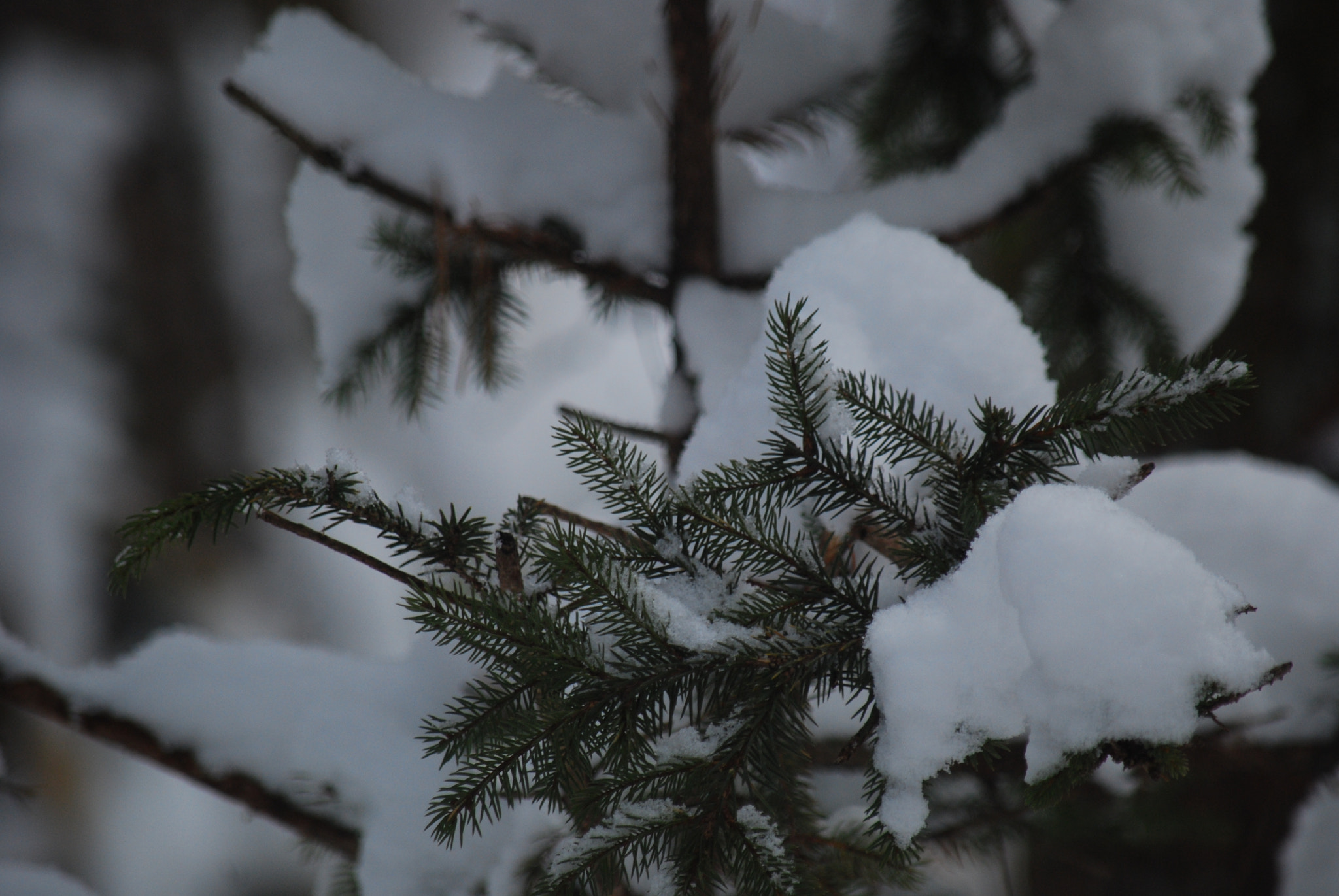 Nikon D40X sample photo