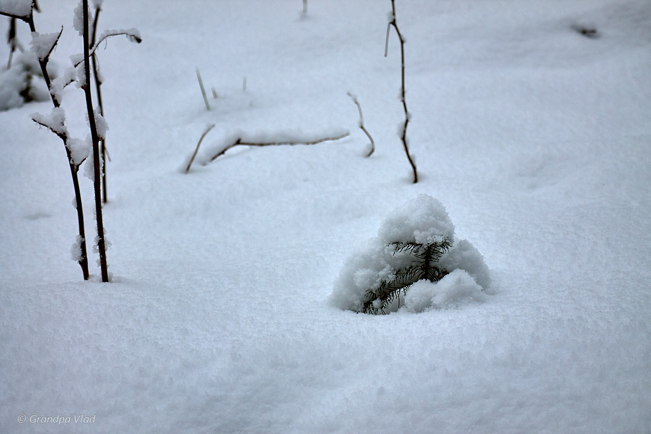 Canon EOS 1100D (EOS Rebel T3 / EOS Kiss X50) sample photo. Small spruce in snowy coat... photography