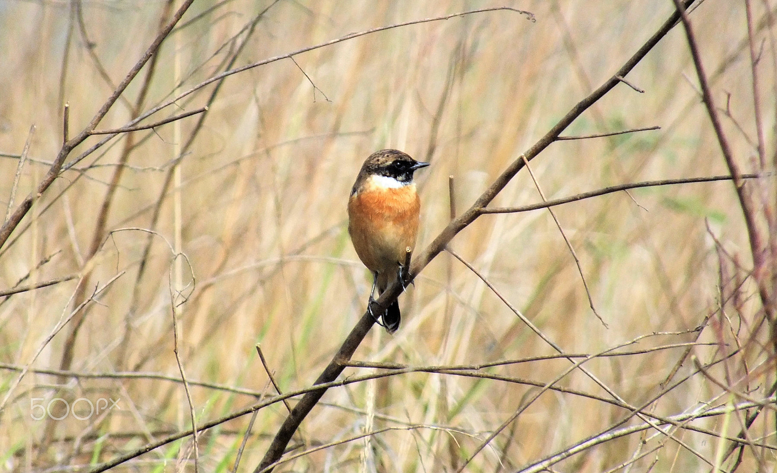 Fujifilm FinePix HS28EXR sample photo. Siberian stone chat. photography