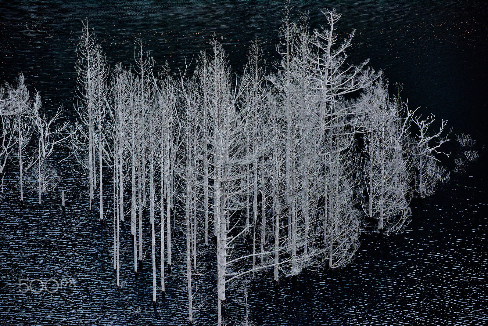 Nikon D810 sample photo. White tree photography