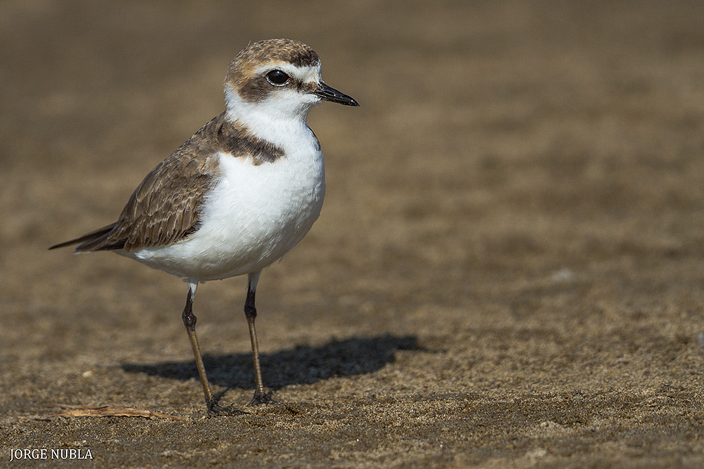 Canon EF 500mm F4L IS II USM sample photo. Chorlitejo patinegro (charadrius alexandrinus). photography