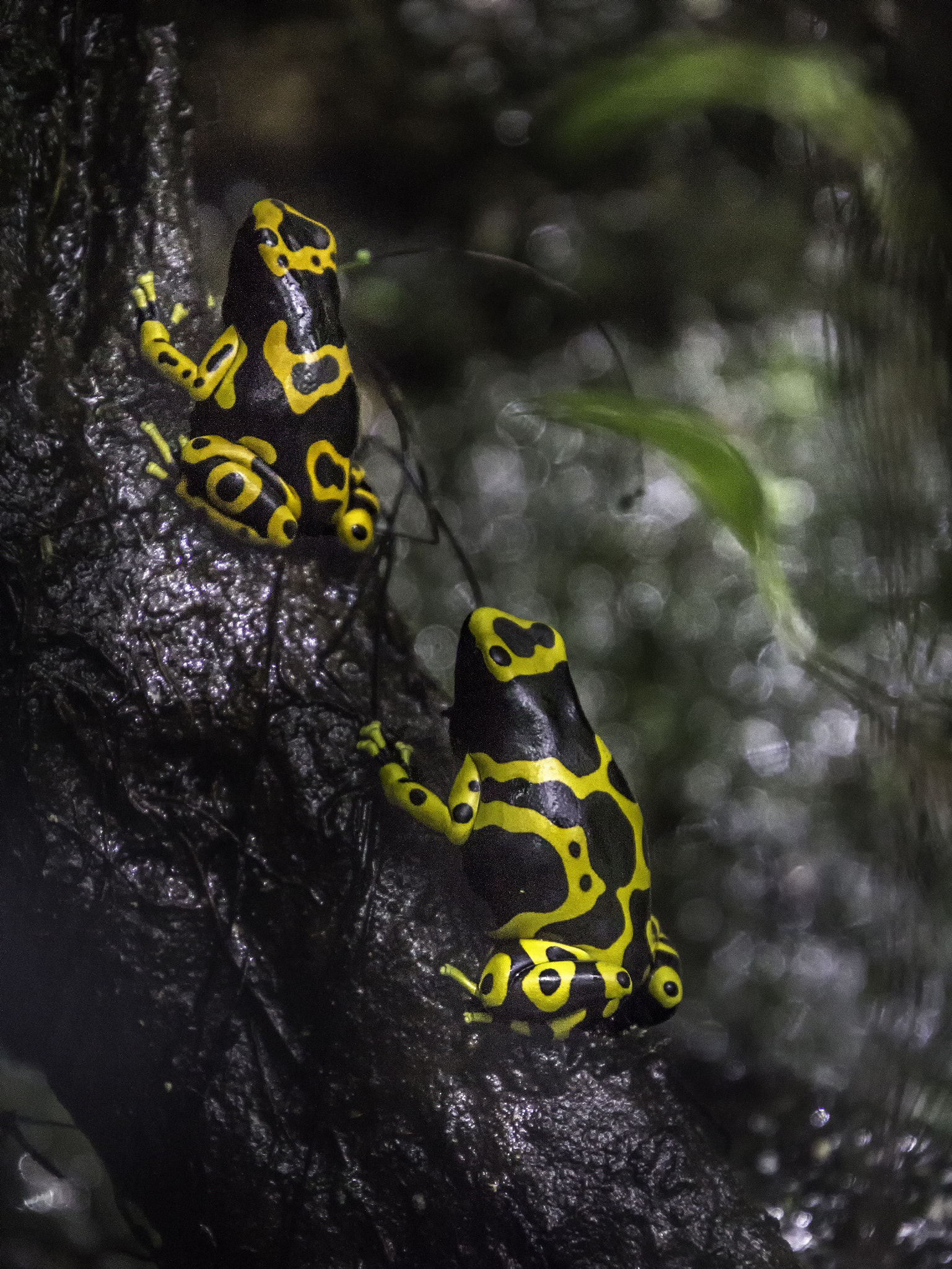 Canon EOS 60D sample photo. Ranas photography