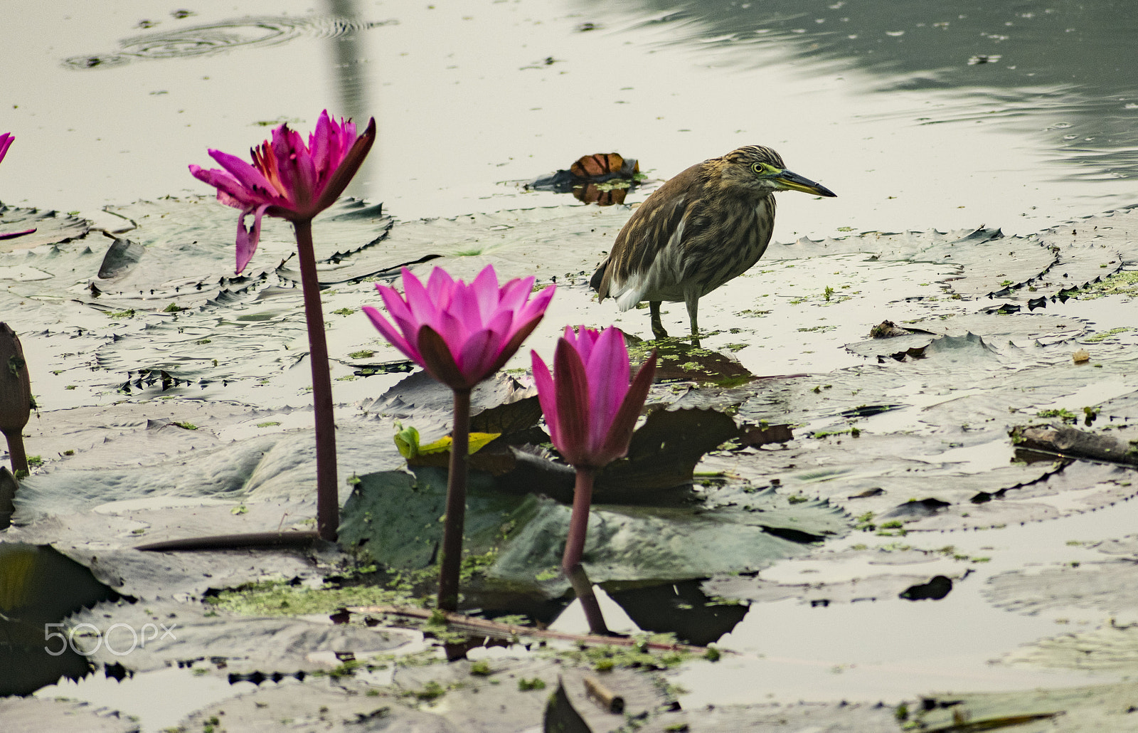 Nikon AF-S Nikkor 70-200mm F2.8G ED VR II sample photo. Indian egret on a lilypad photography