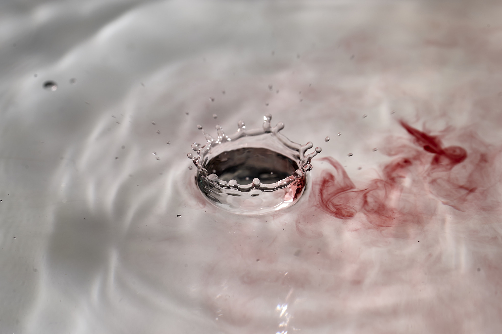 Sigma 105mm F2.8 EX DG OS HSM sample photo. Pluff... photography