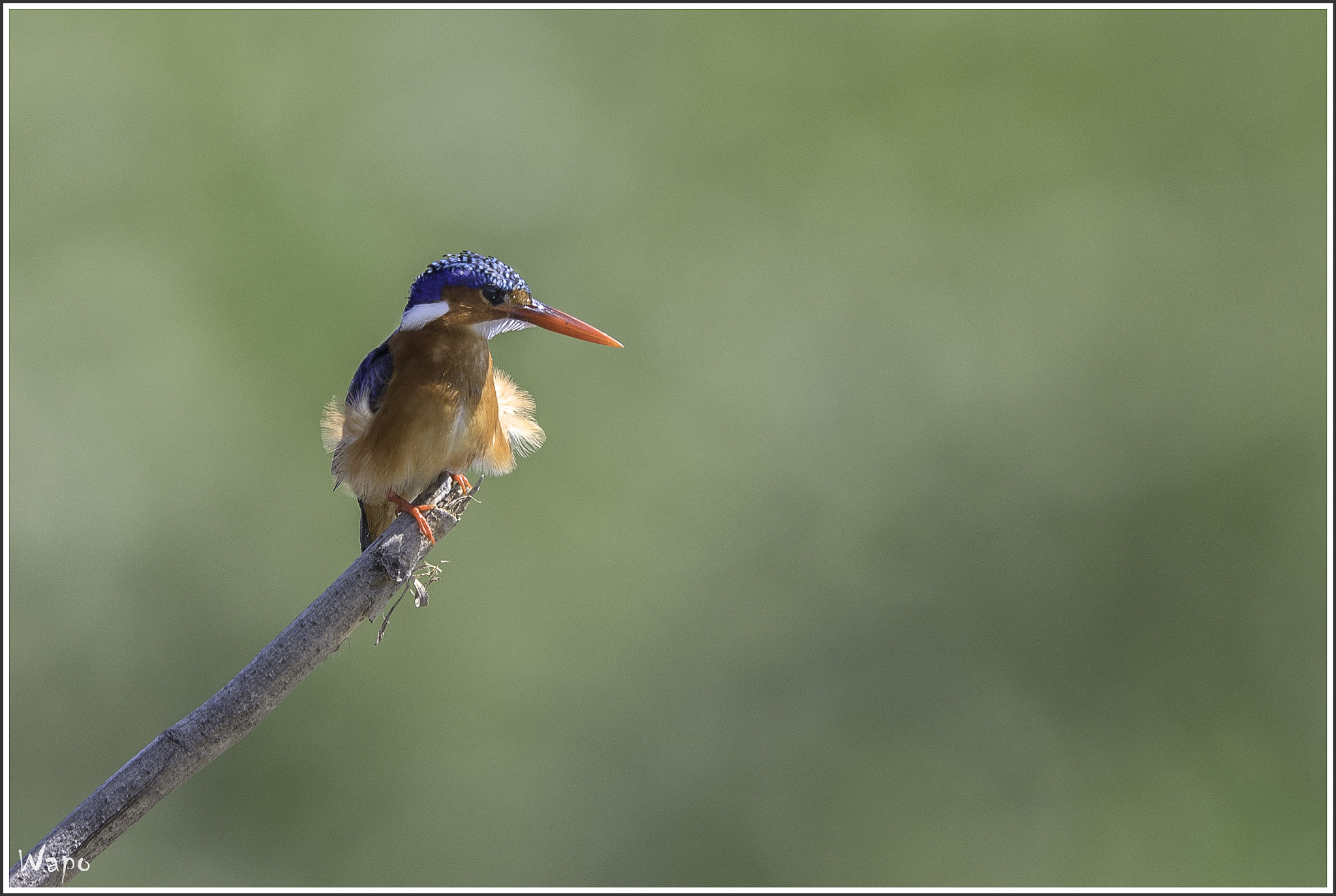 Nikon AF-S Nikkor 500mm F4E FL ED VR sample photo. Malachite kingfisher2 photography
