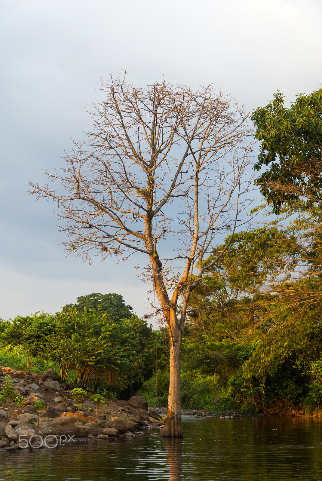 Nikon D200 sample photo. Tree in the river. photography